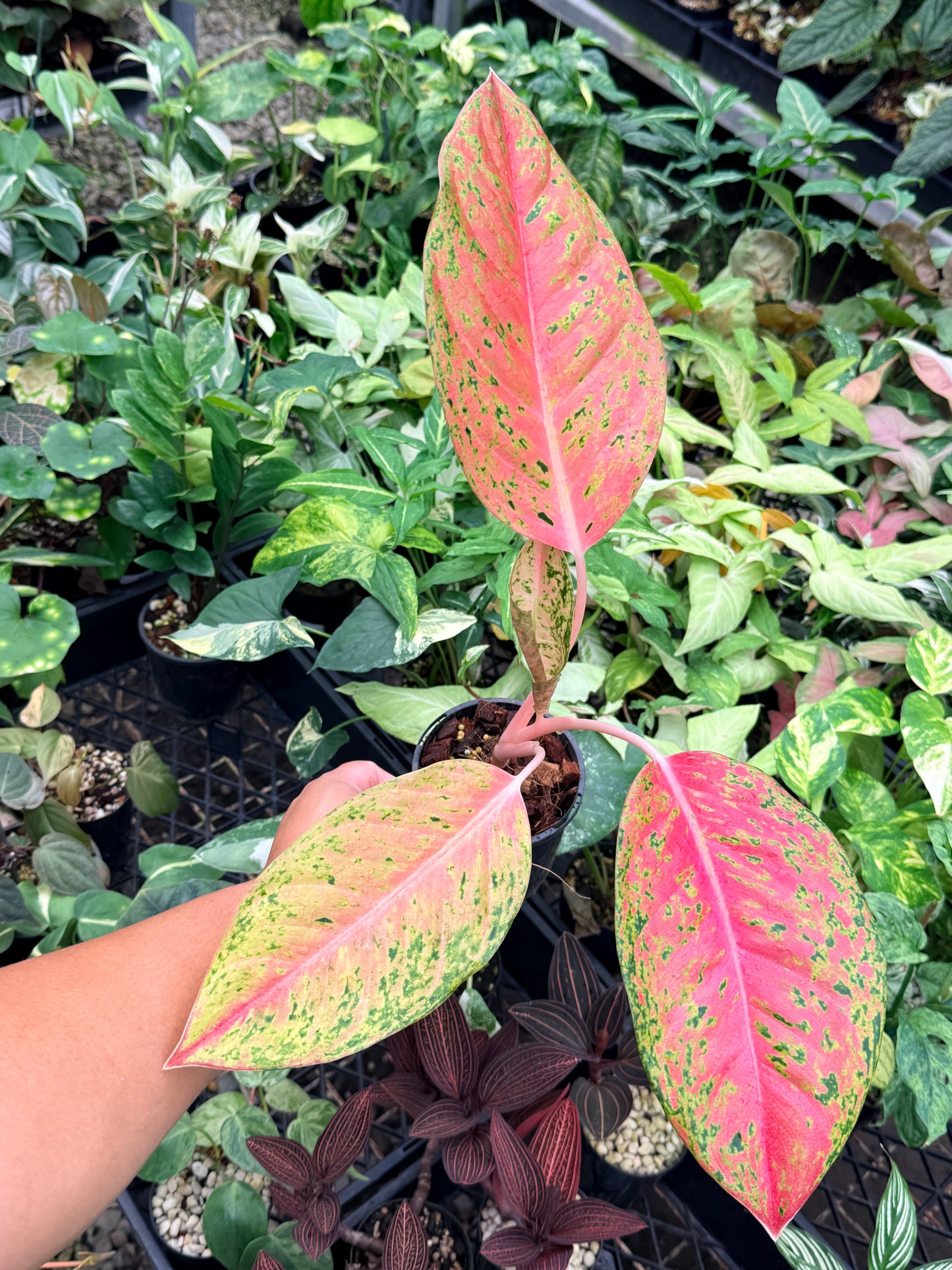 Aglaonema 'Rainbow' N74