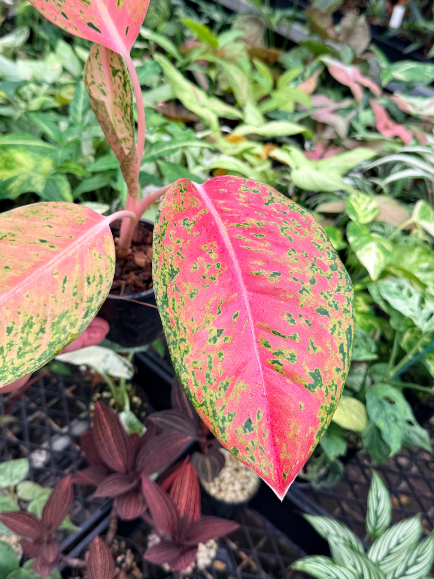 Aglaonema 'Rainbow' N74