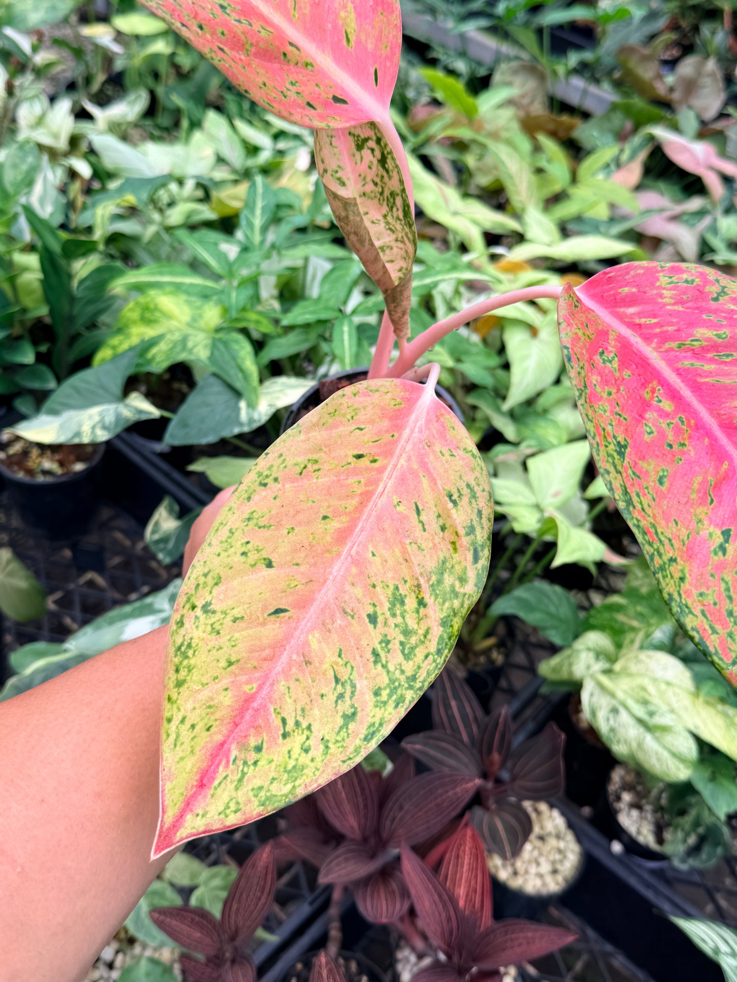 Aglaonema 'Rainbow' N74