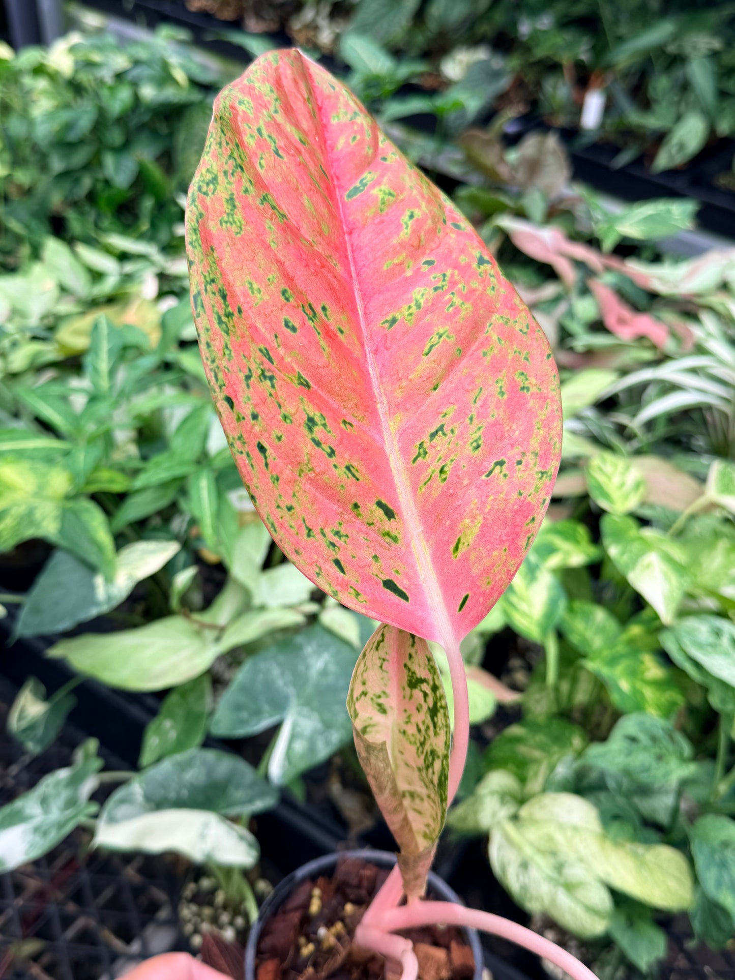 Aglaonema 'Rainbow' N74