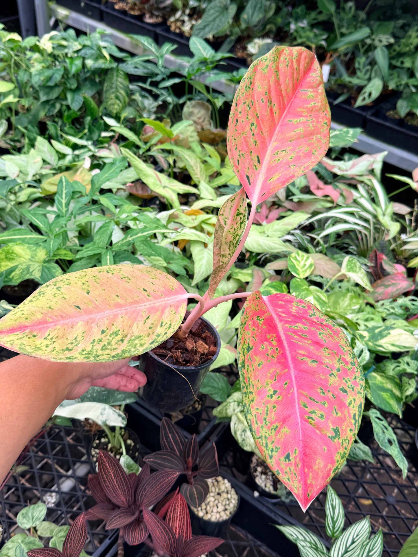 Aglaonema 'Rainbow' N74