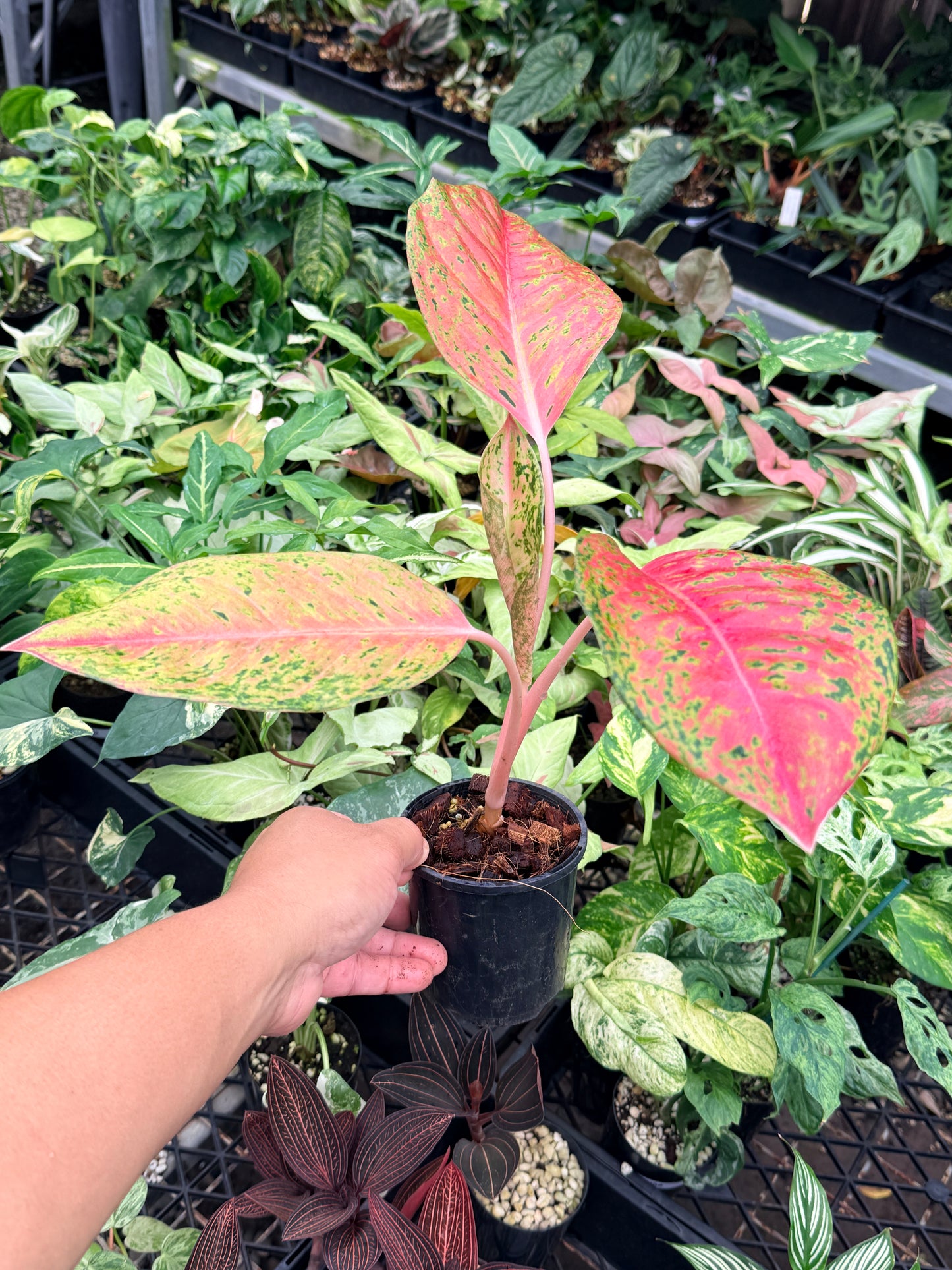 Aglaonema 'Rainbow' N74