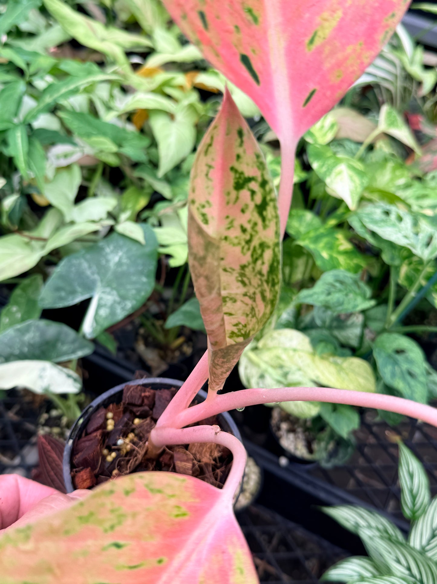 Aglaonema 'Rainbow' N74