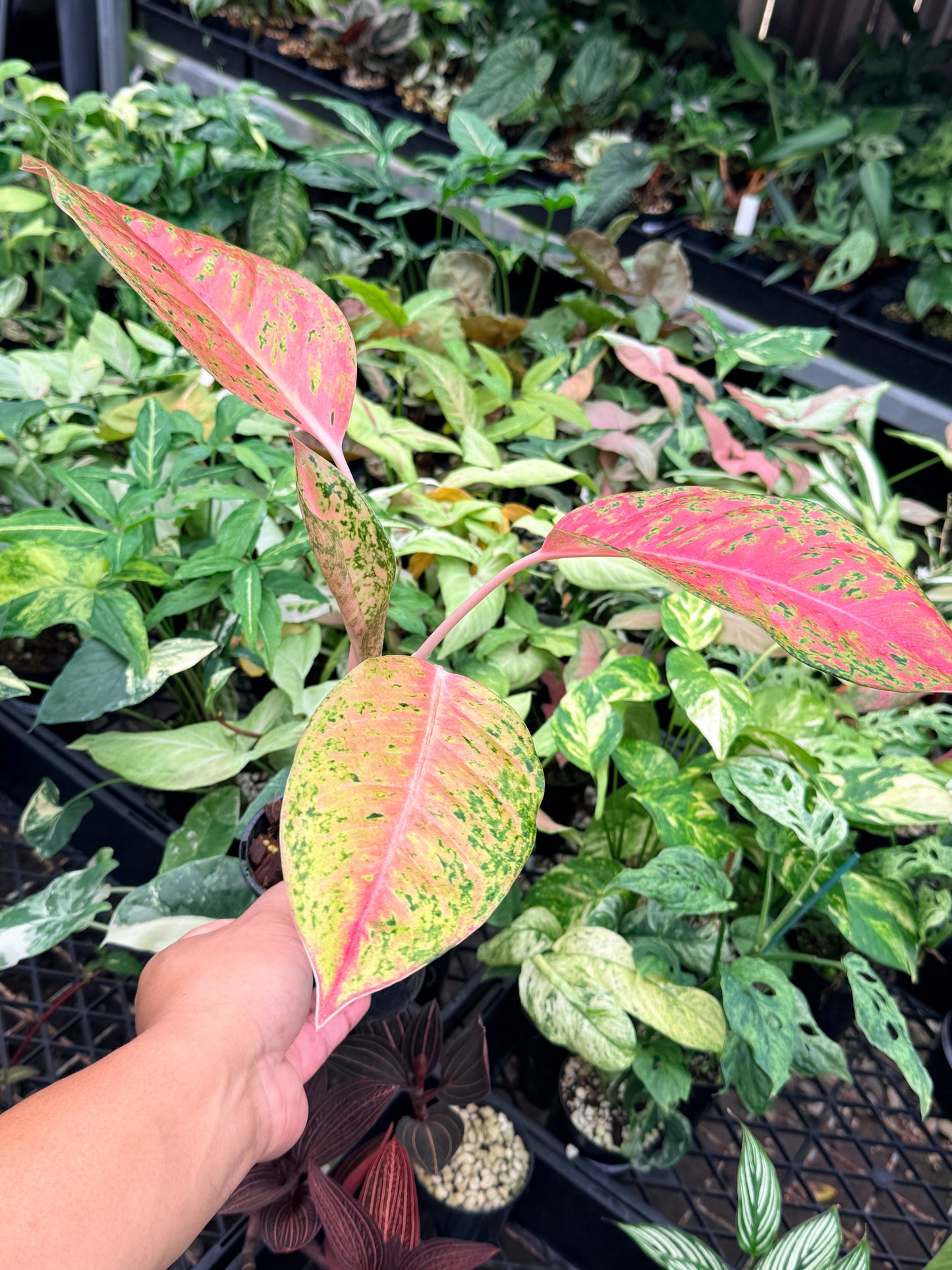 Aglaonema 'Rainbow' N74