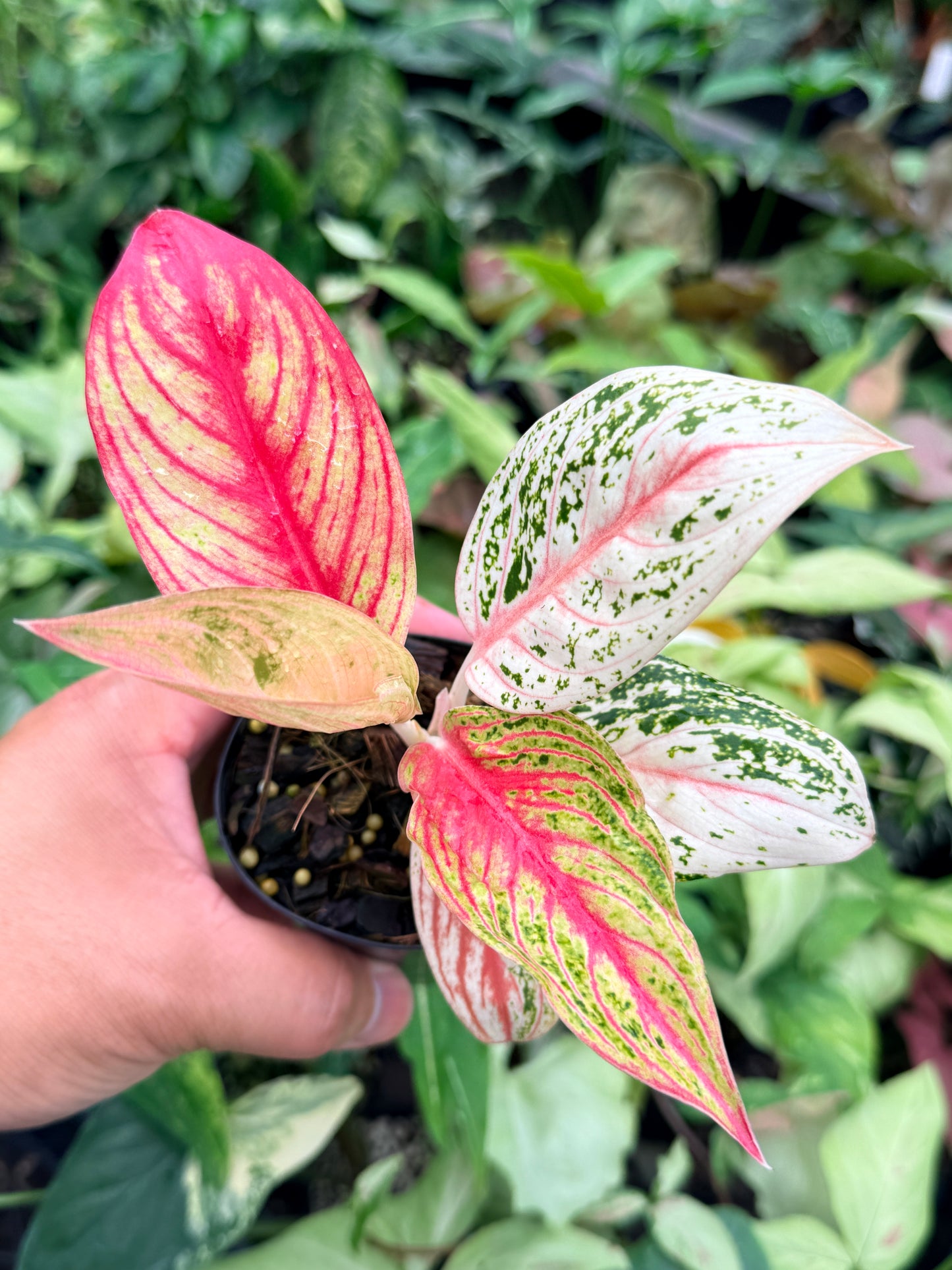 Aglaonema 'Golden Star' N79