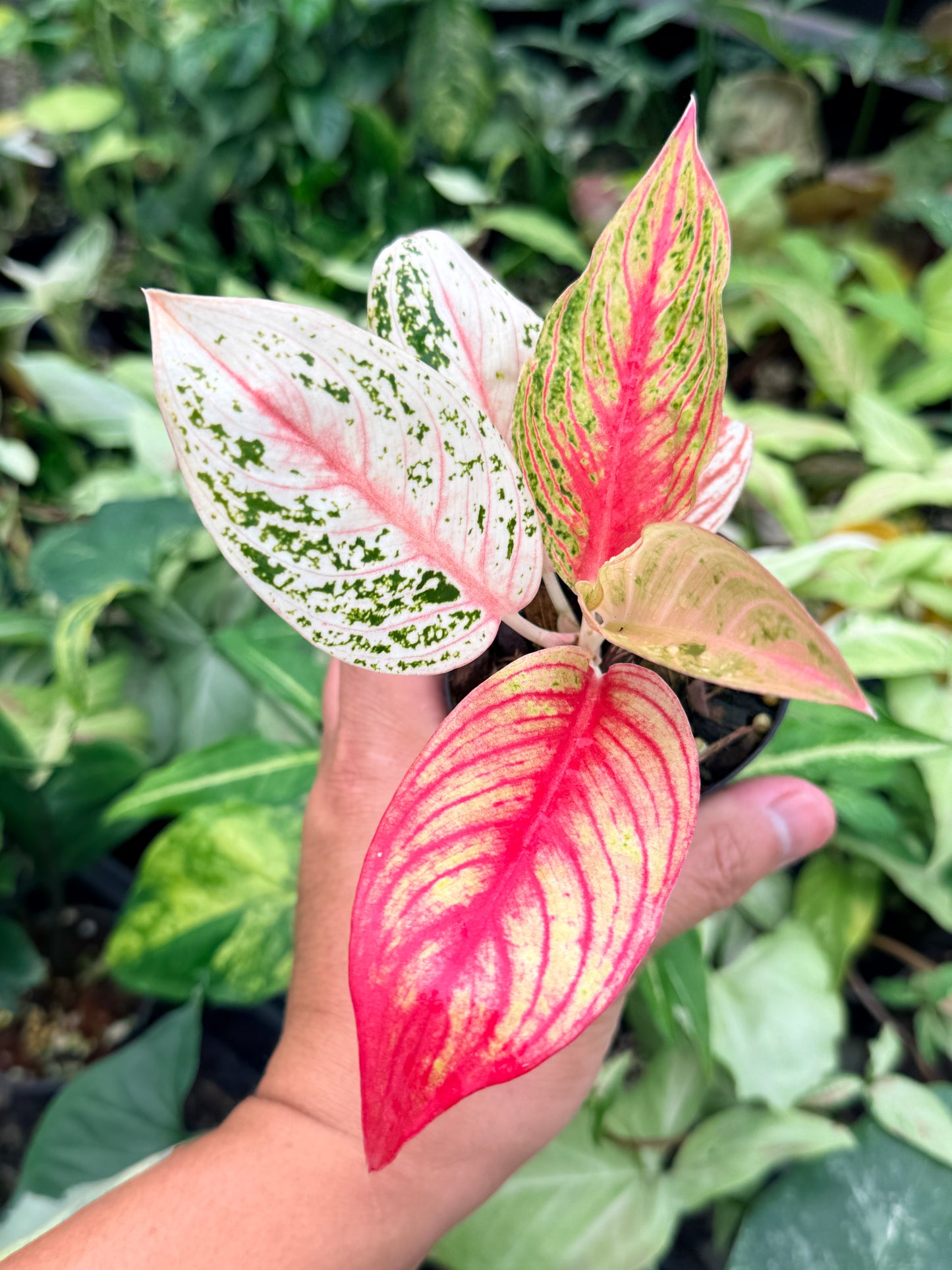 Aglaonema 'Golden Star' N79