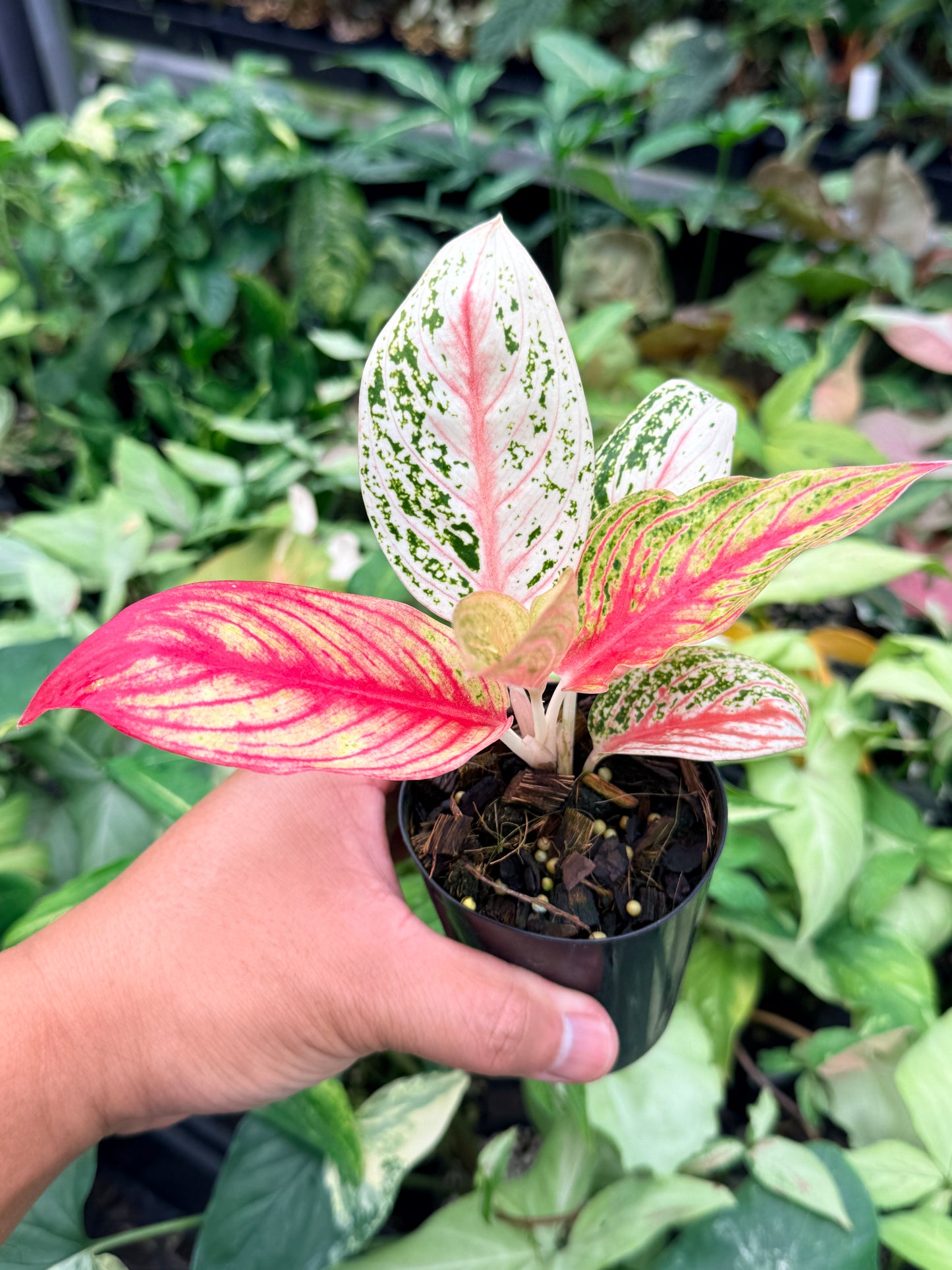 Aglaonema 'Golden Star' N79