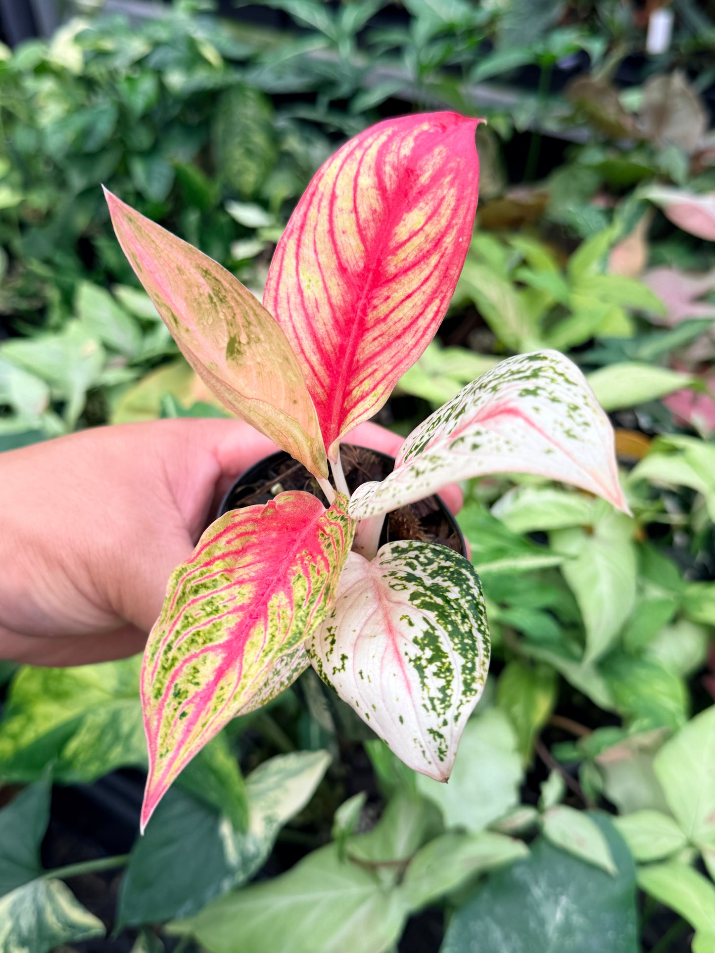 Aglaonema 'Golden Star' N79