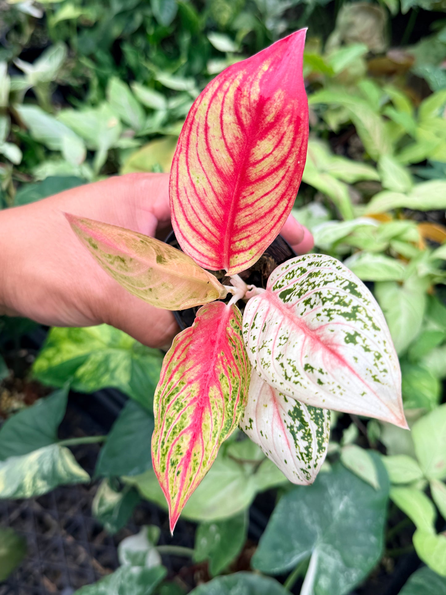 Aglaonema 'Golden Star' N79