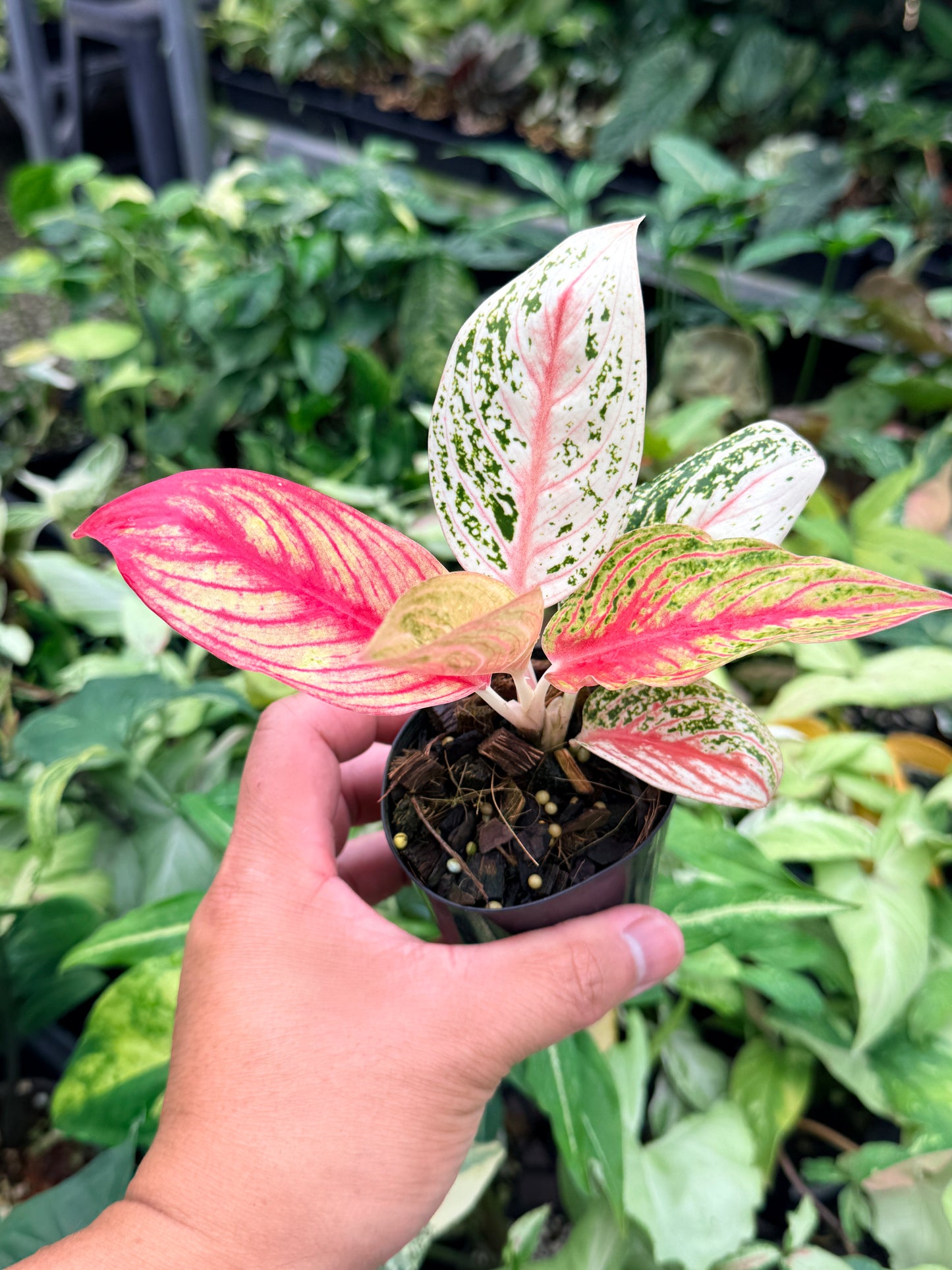 Aglaonema 'Golden Star' N79