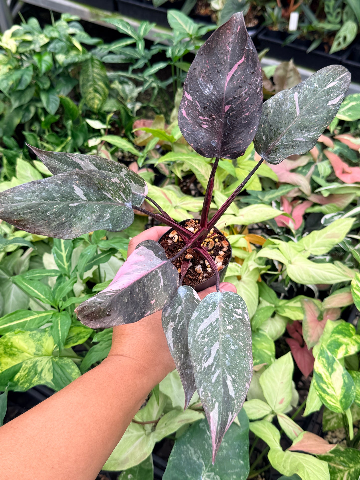 Philodendron 'Pink Princess Galaxy' N84