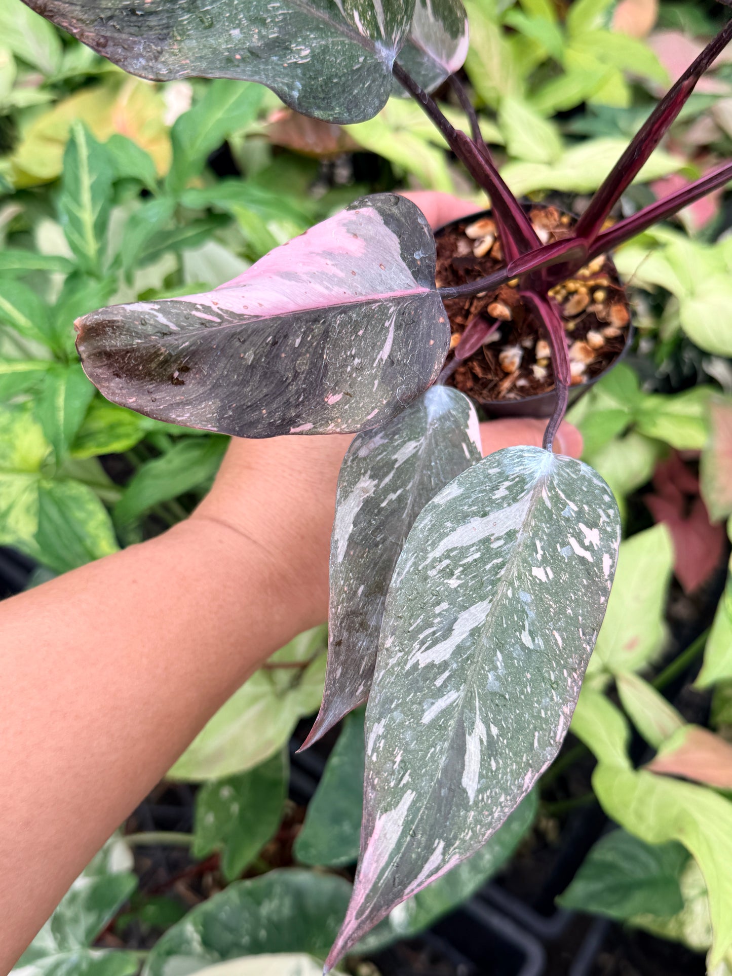 Philodendron 'Pink Princess Galaxy' N84