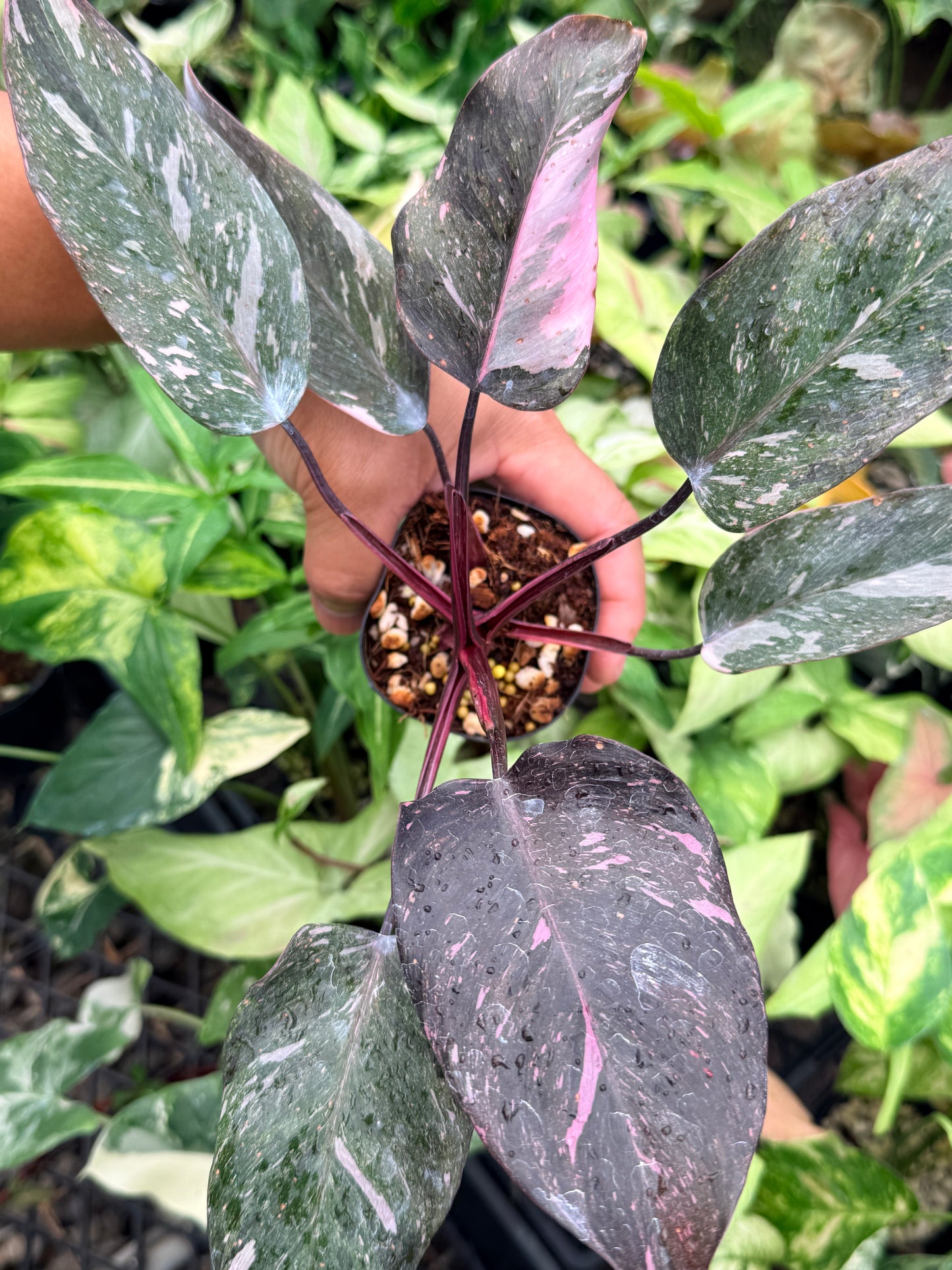 Philodendron 'Pink Princess Galaxy' N84