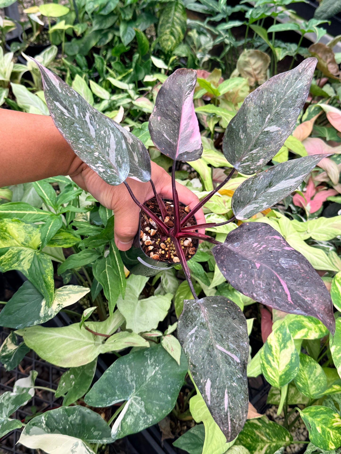 Philodendron 'Pink Princess Galaxy' N84