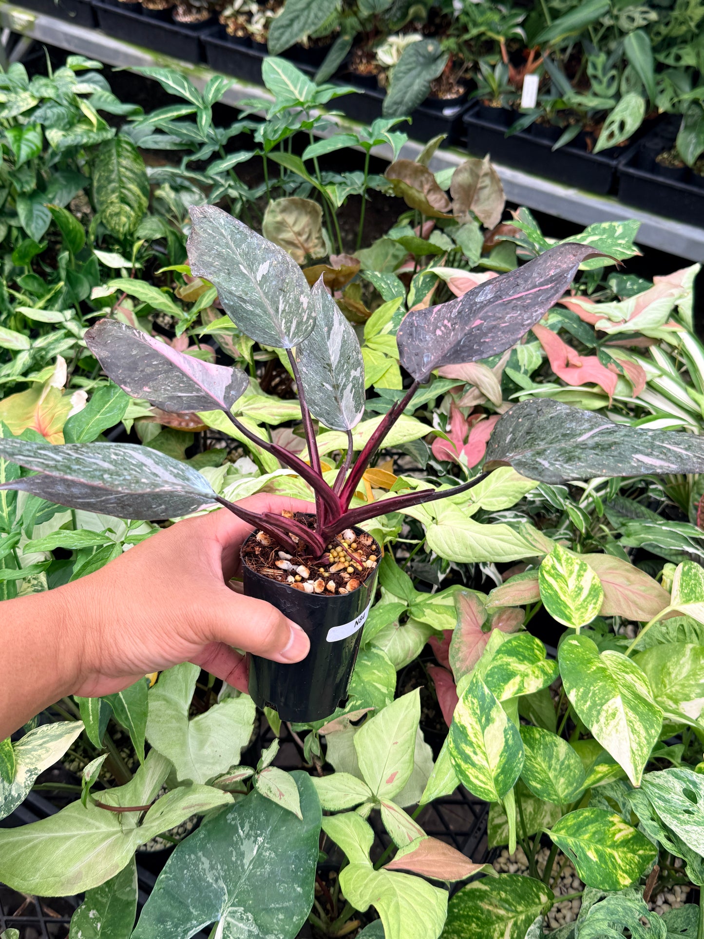 Philodendron 'Pink Princess Galaxy' N84