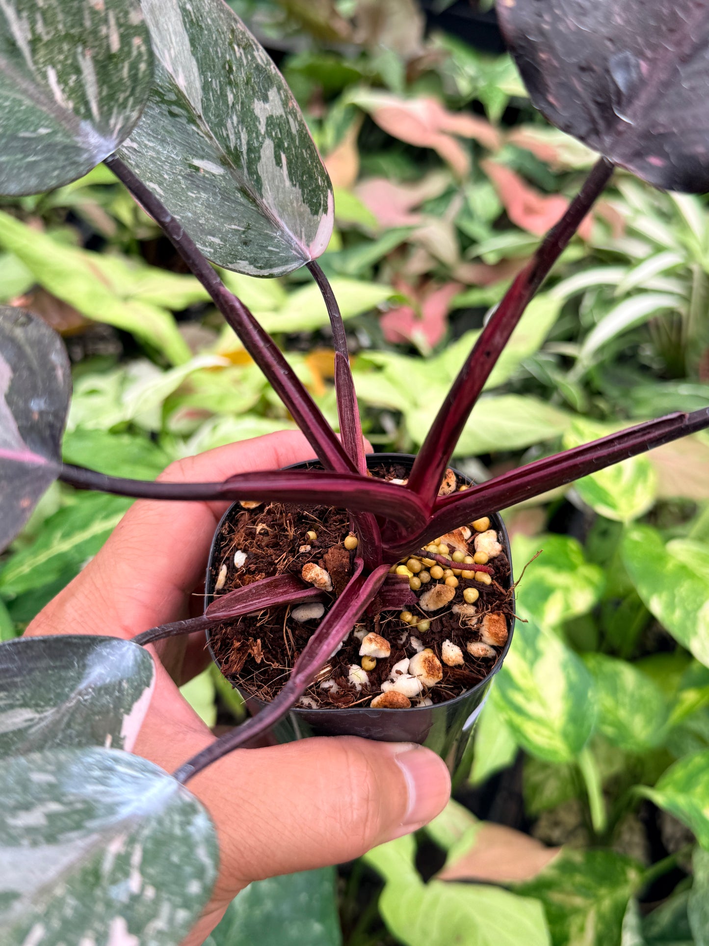 Philodendron 'Pink Princess Galaxy' N84