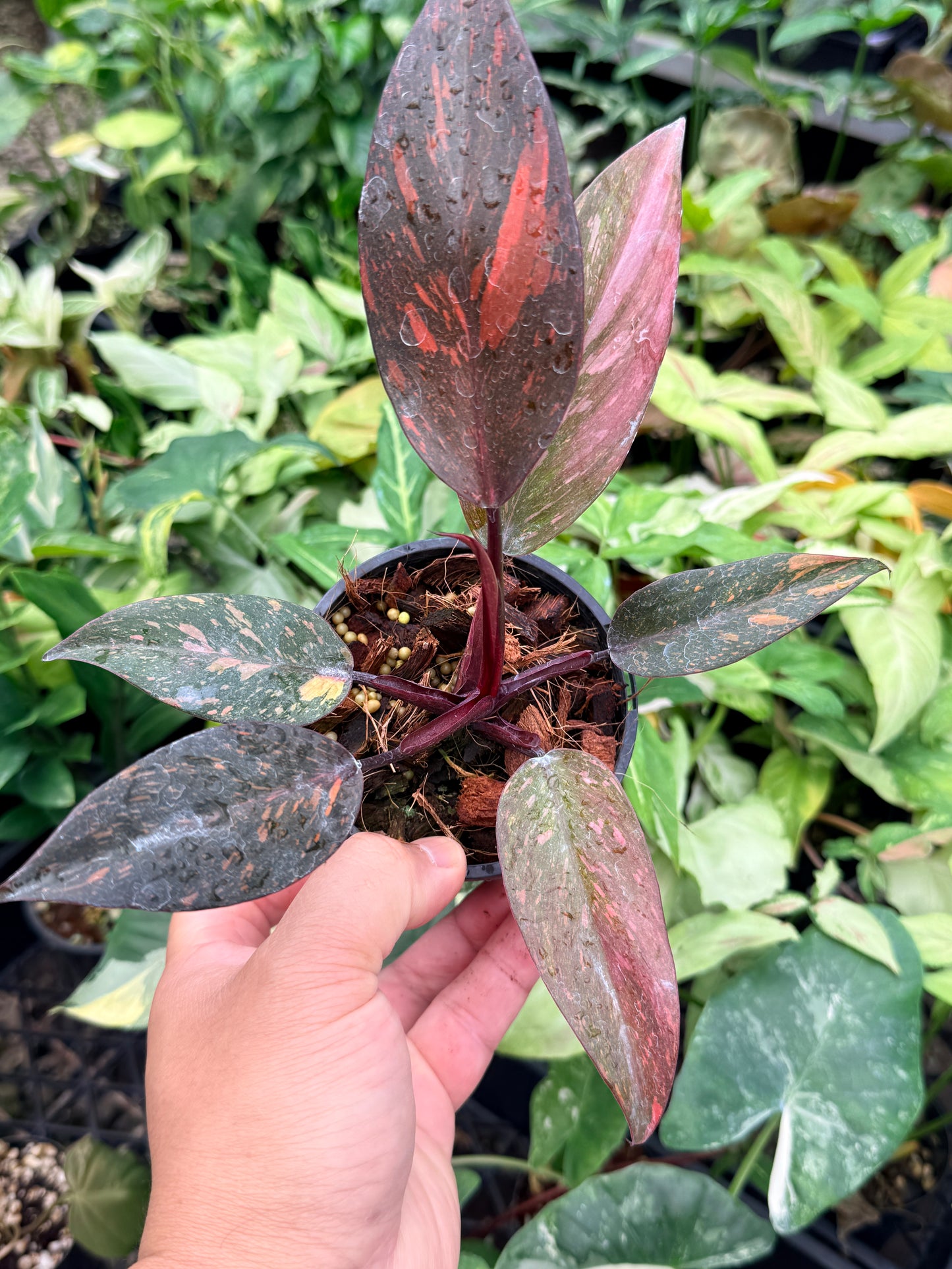 Philodendron 'Orange Princess' N83