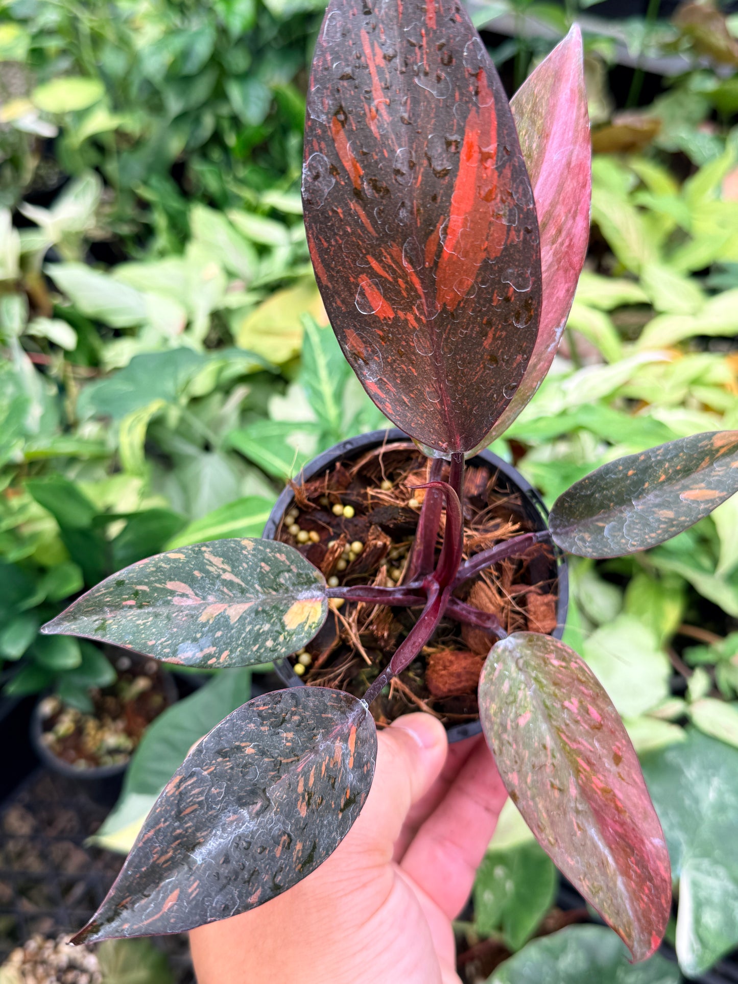 Philodendron 'Orange Princess' N83