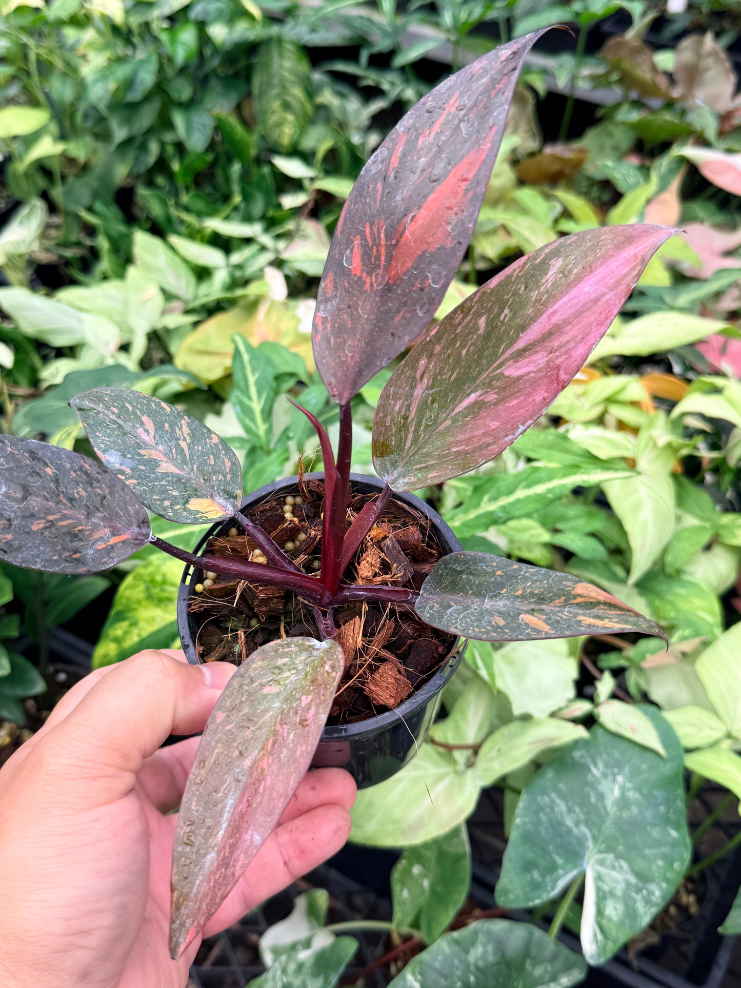 Philodendron 'Orange Princess' N83