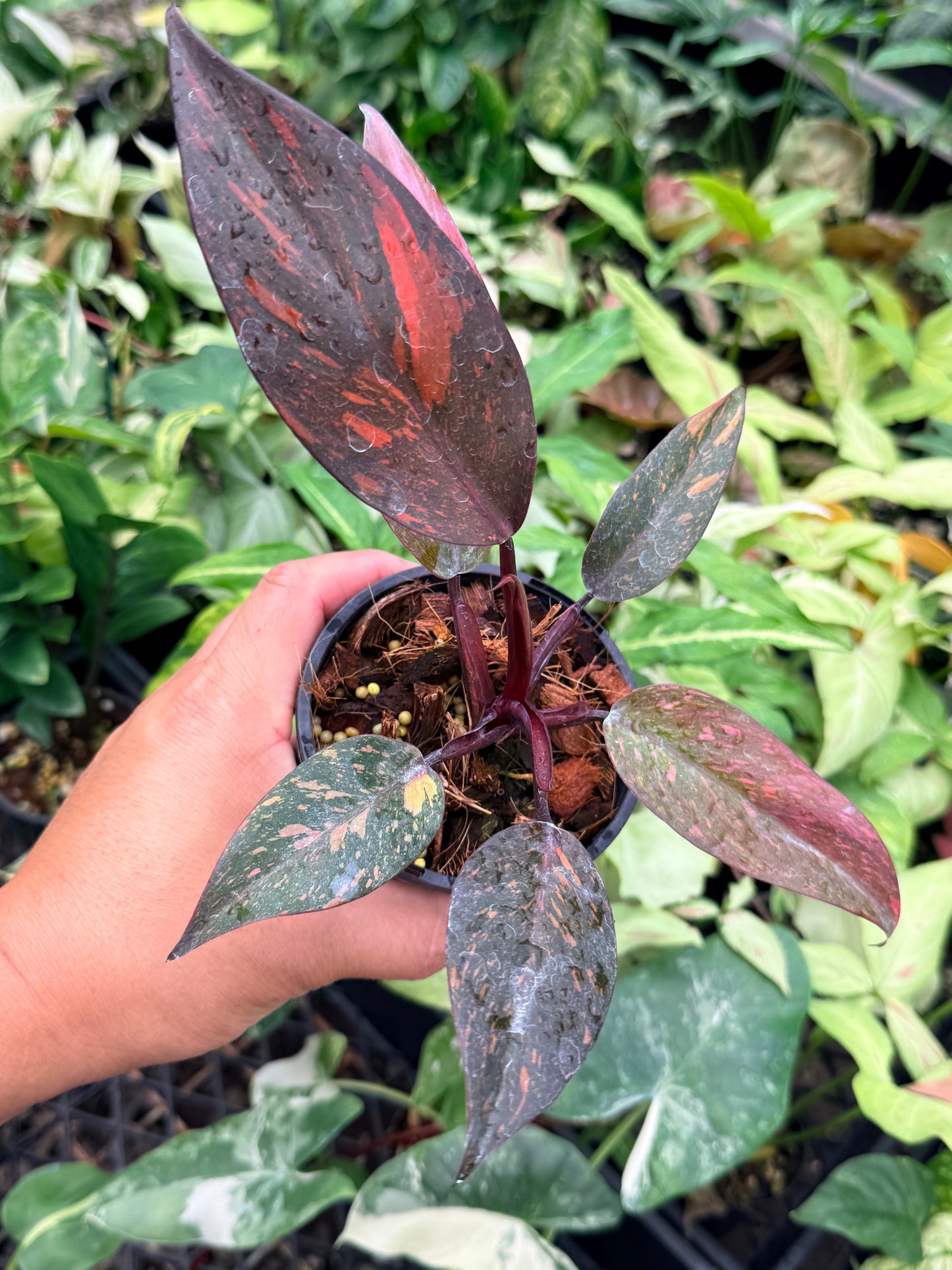Philodendron 'Orange Princess' N83