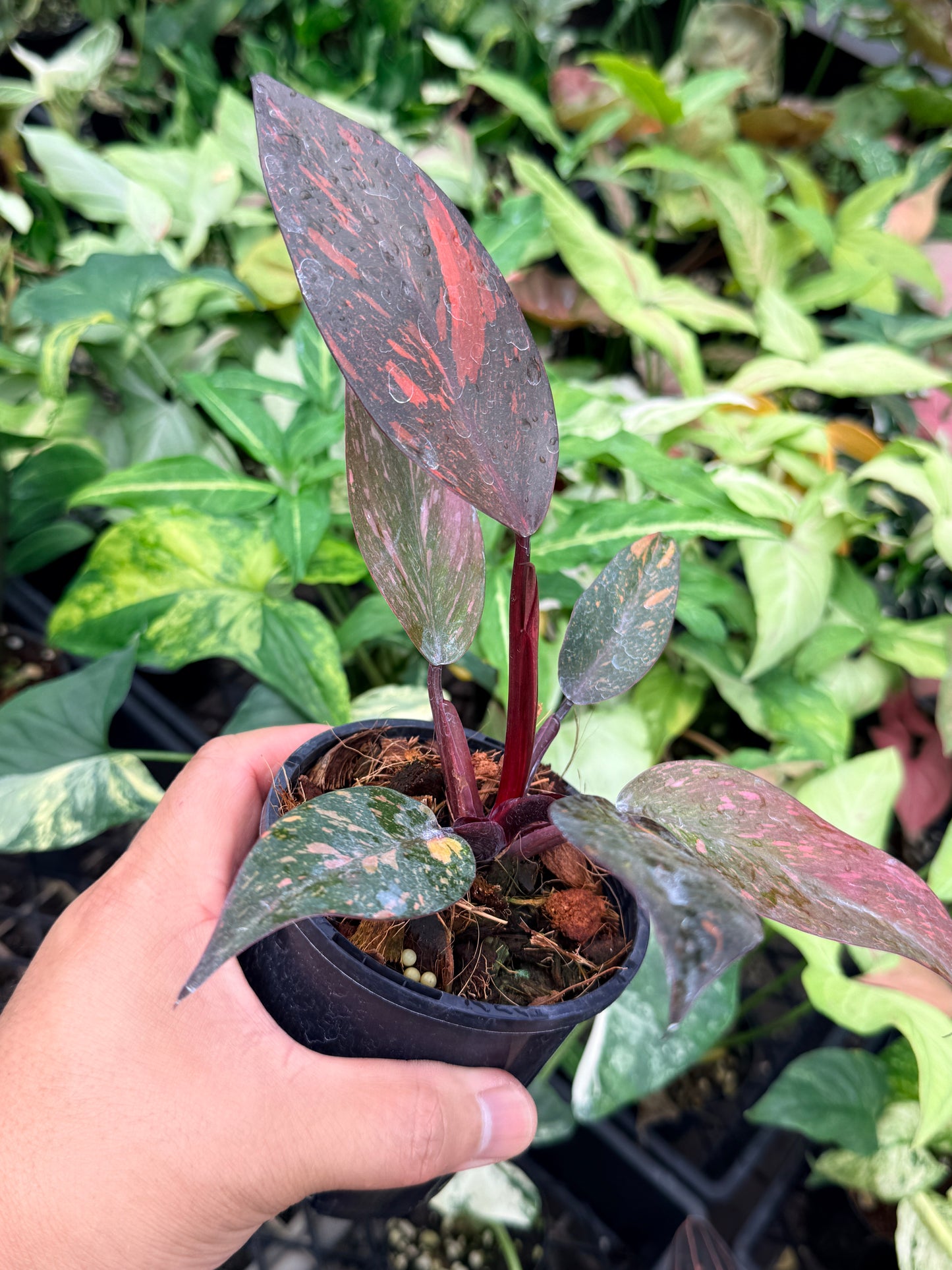 Philodendron 'Orange Princess' N83