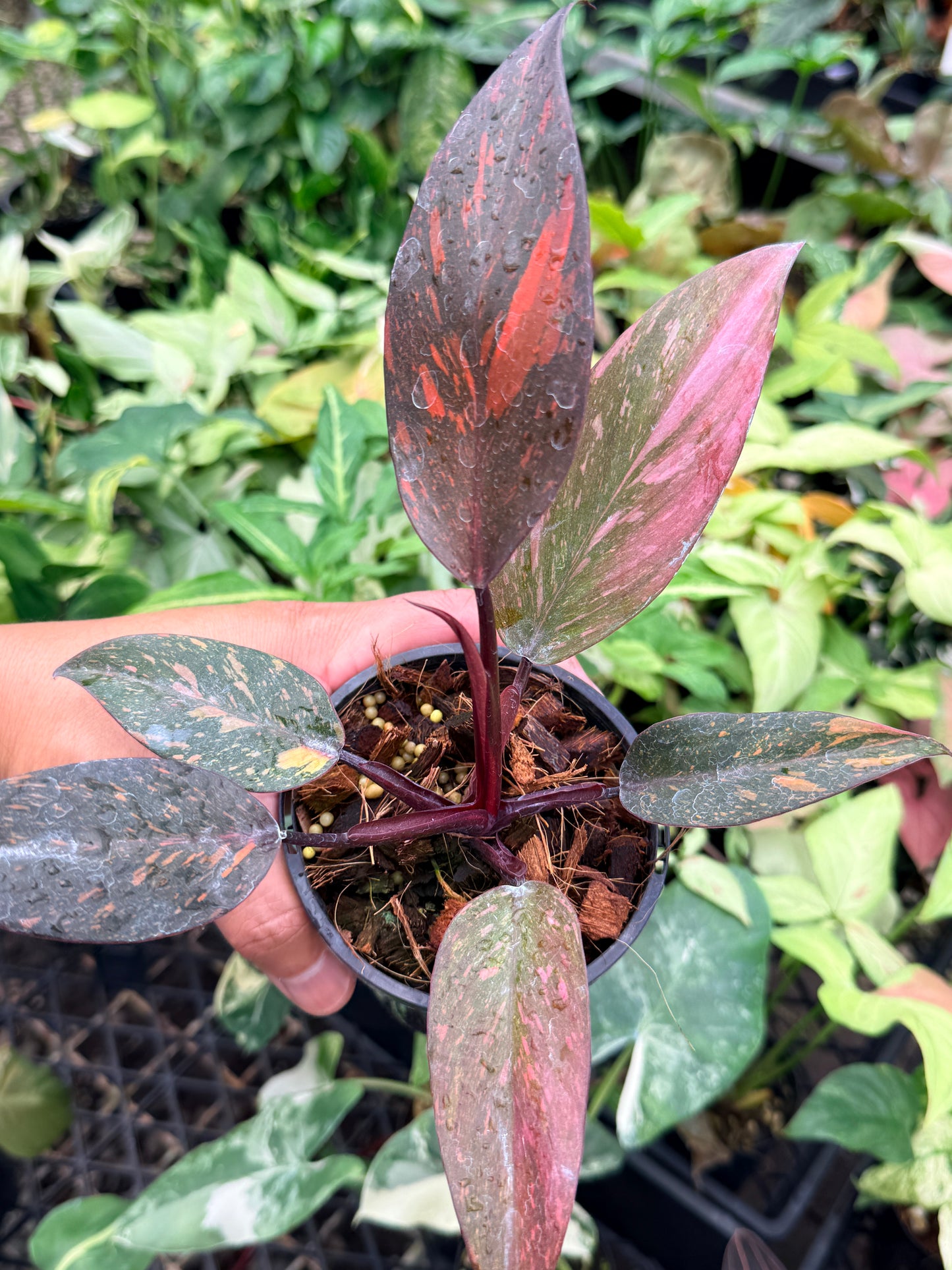 Philodendron 'Orange Princess' N83