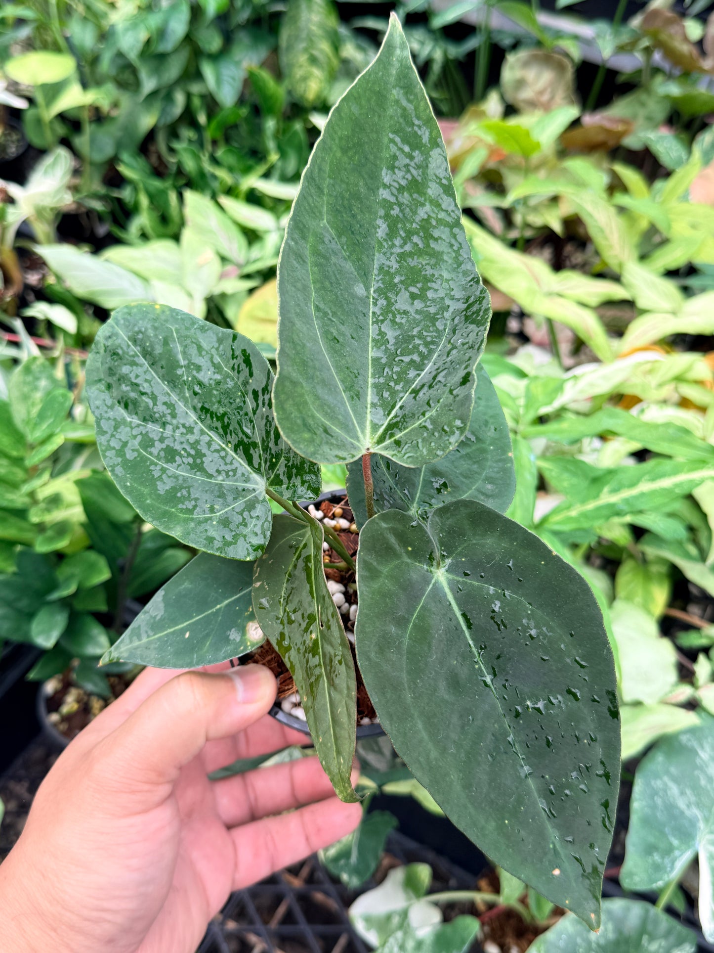 Anthurium Hybrid N73