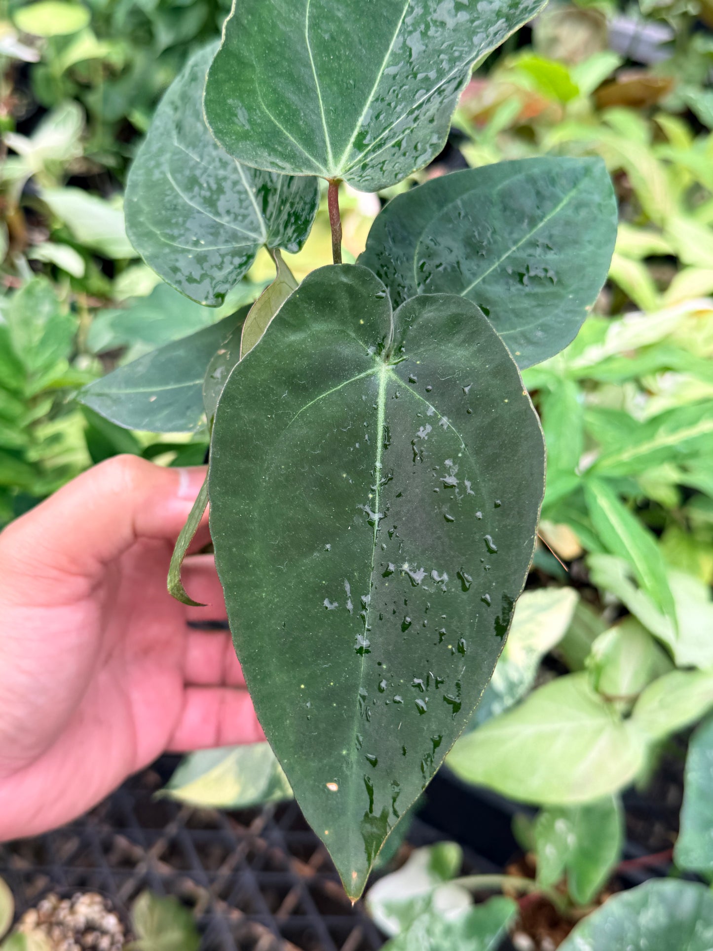 Anthurium Hybrid N73