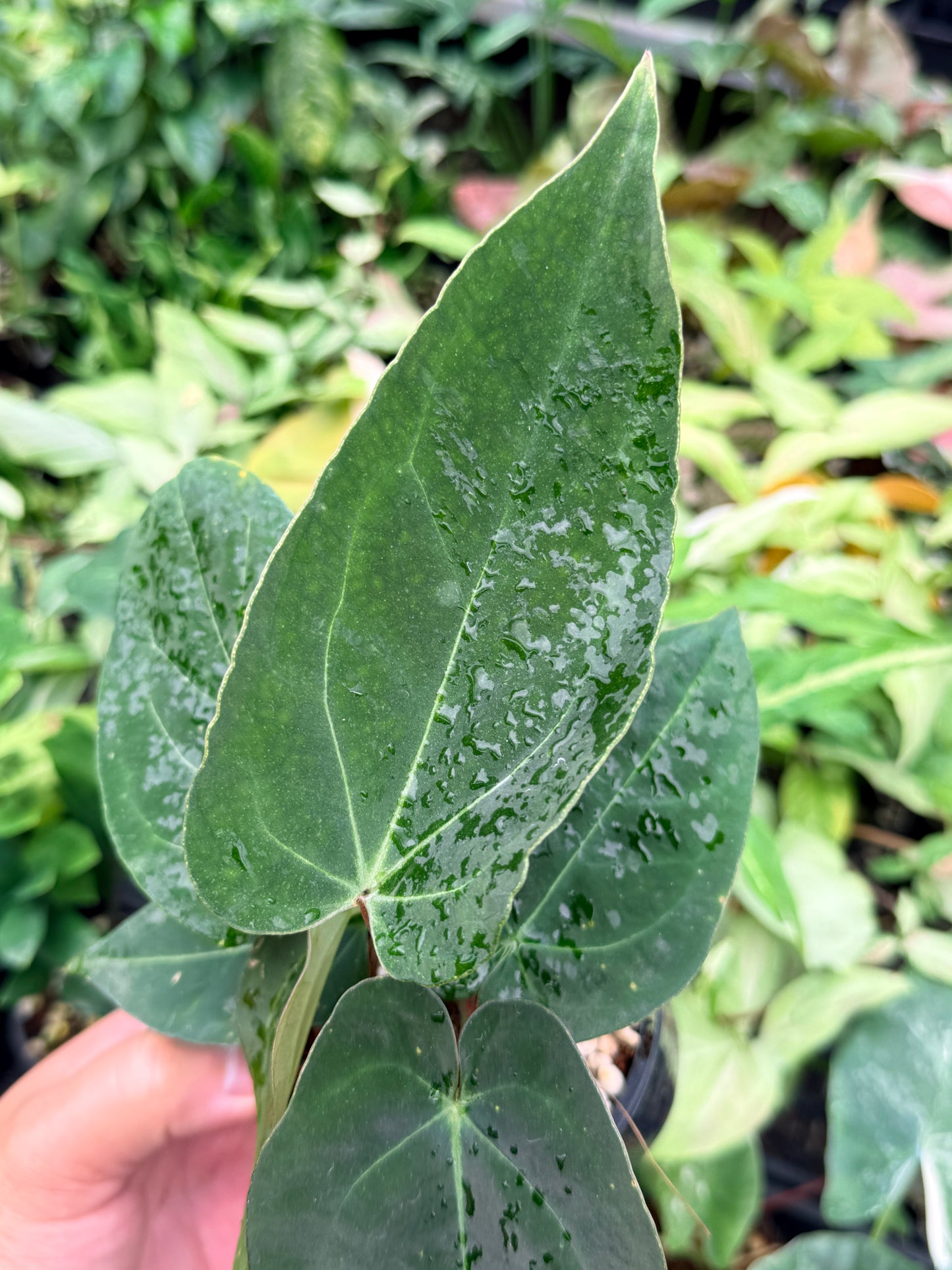 Anthurium Hybrid N73