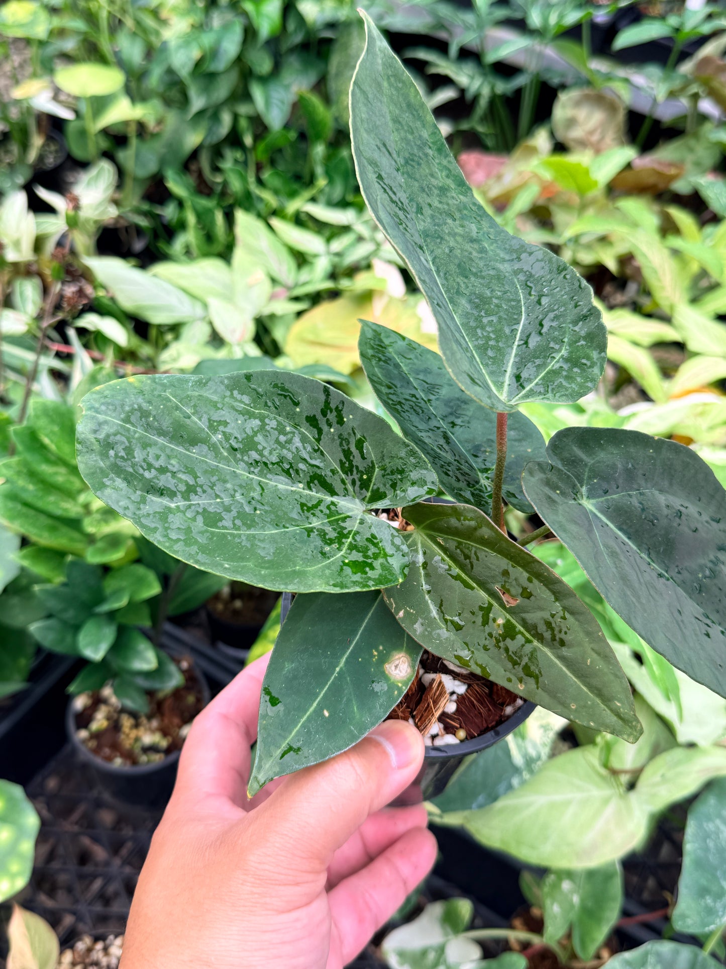 Anthurium Hybrid N73