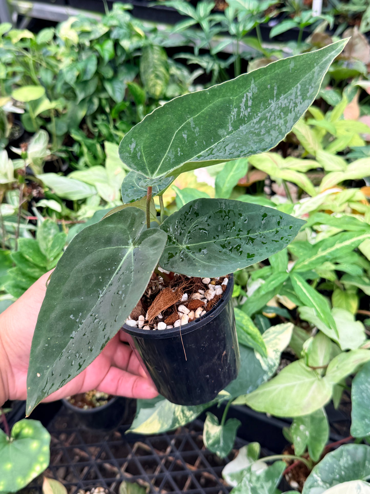 Anthurium Hybrid N73