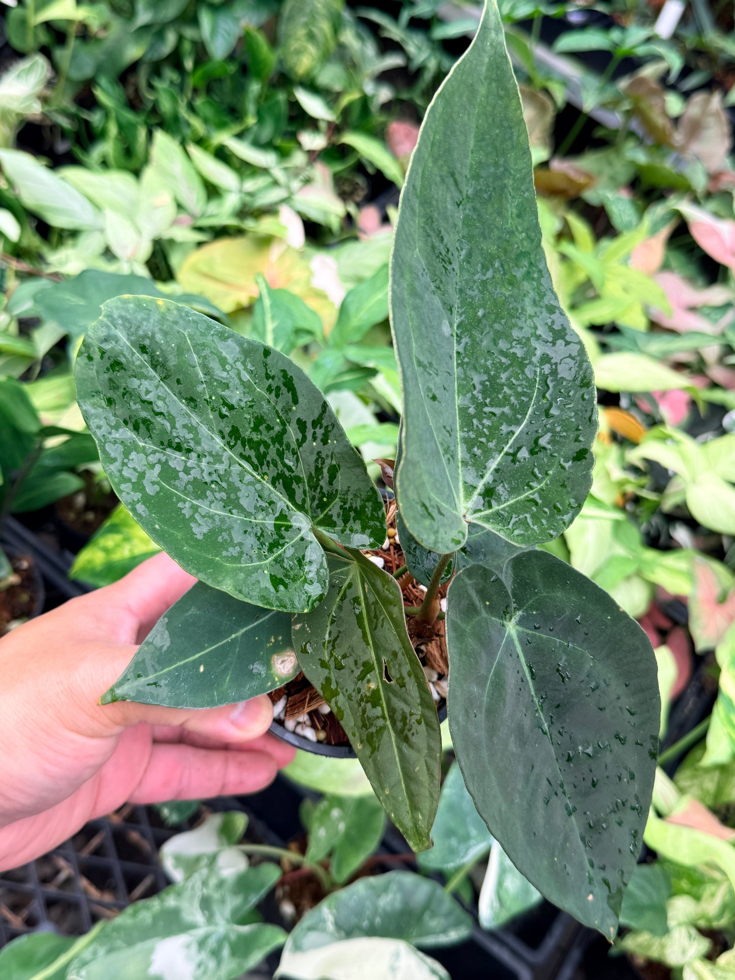 Anthurium Hybrid N73