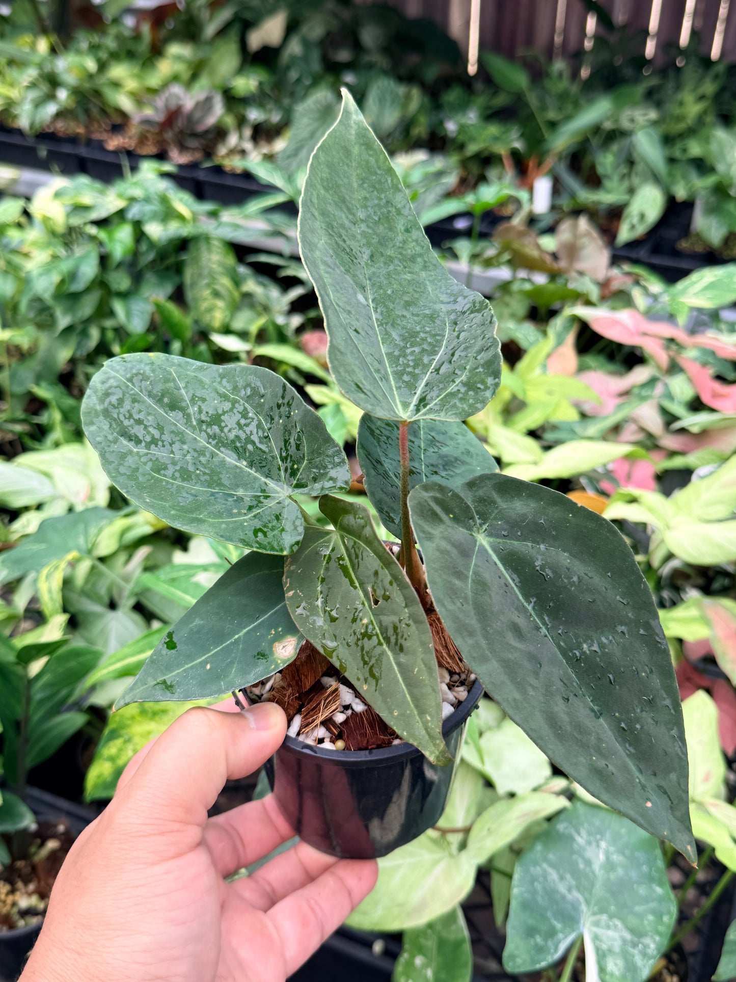 Anthurium Hybrid N73