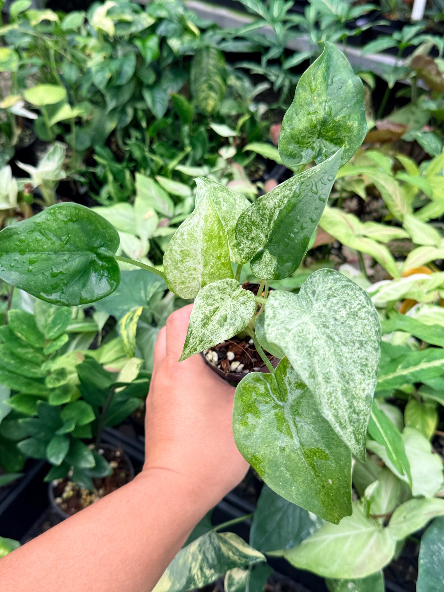 Alocasia cucullata 'White Mint Variegated' N78