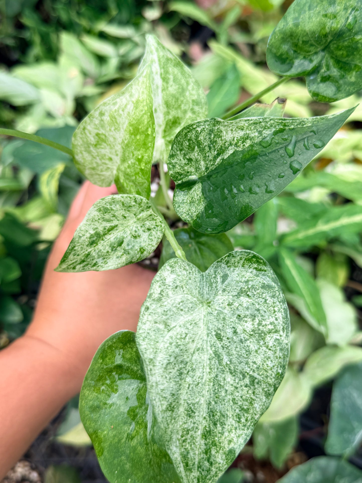 Alocasia cucullata 'White Mint Variegated' N78