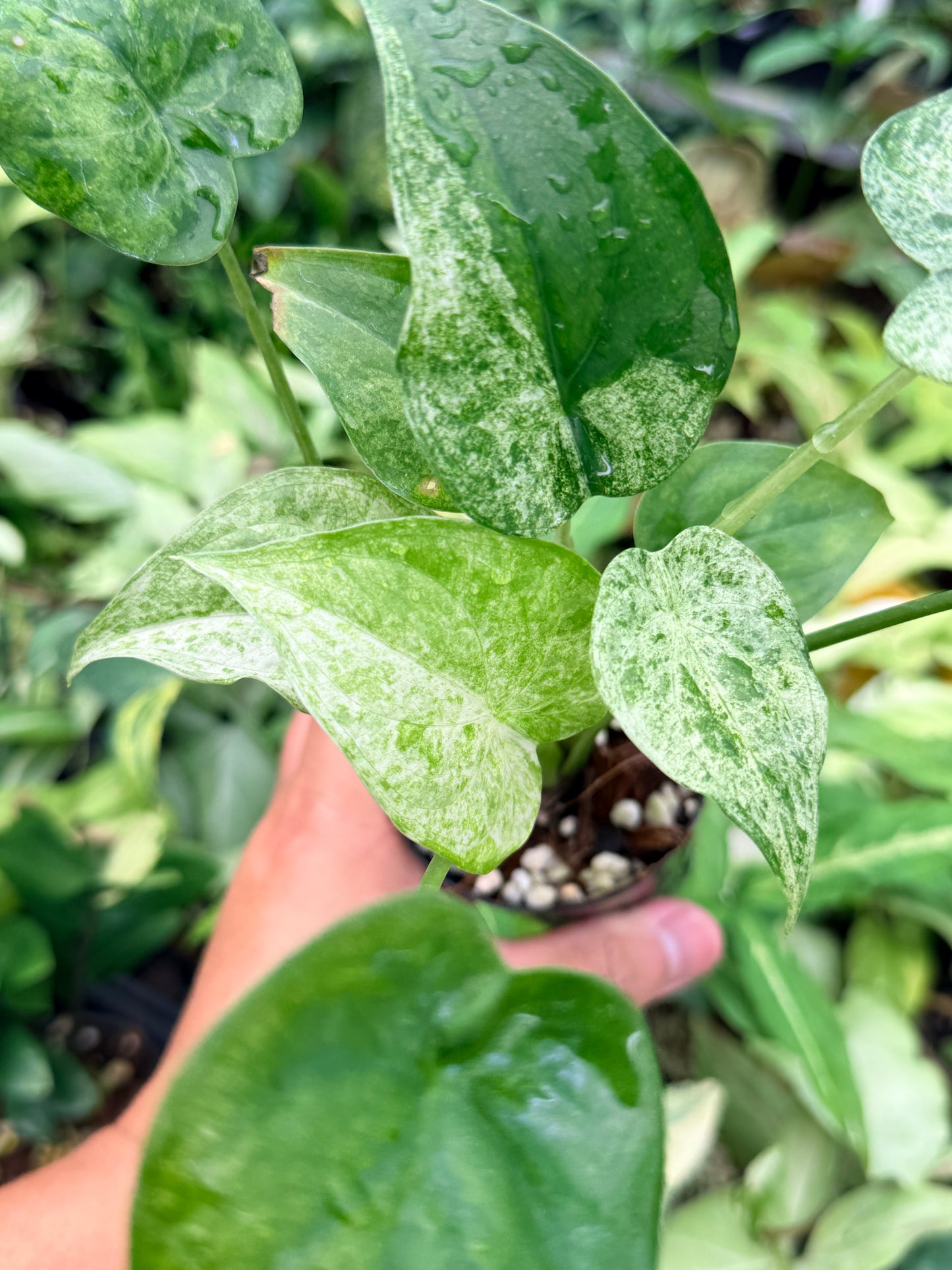 Alocasia cucullata 'White Mint Variegated' N78