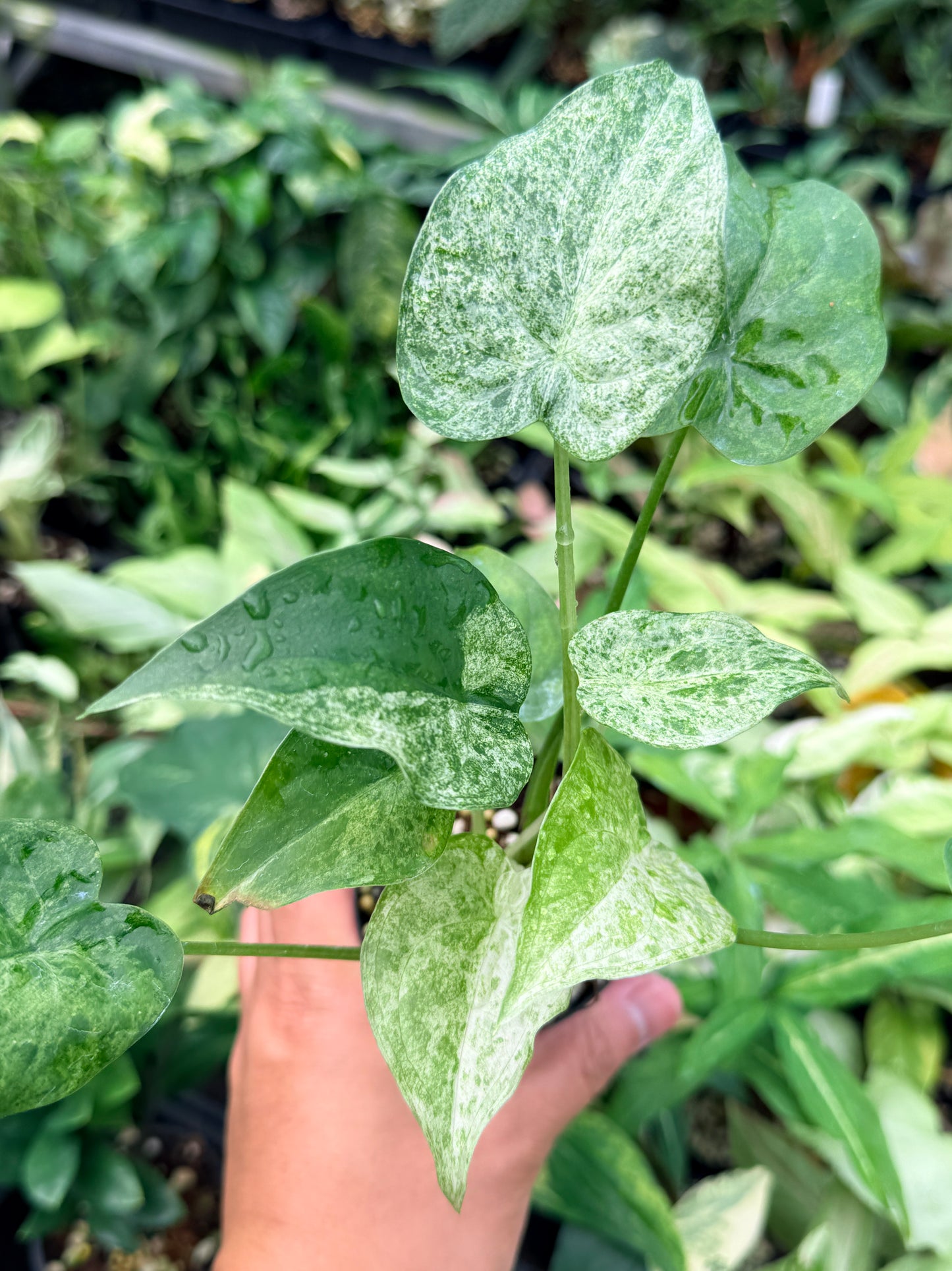 Alocasia cucullata 'White Mint Variegated' N78