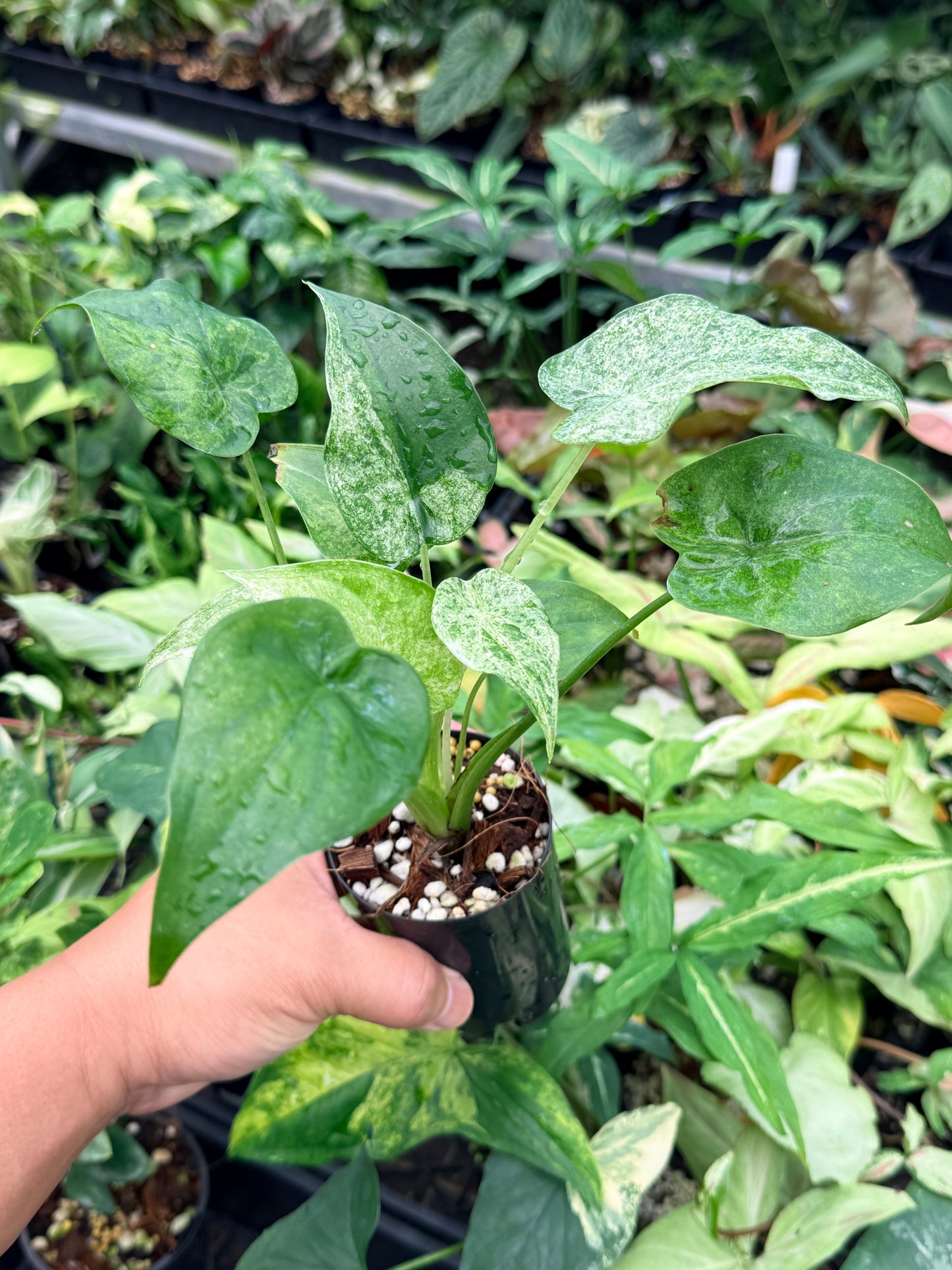 Alocasia cucullata 'White Mint Variegated' N78