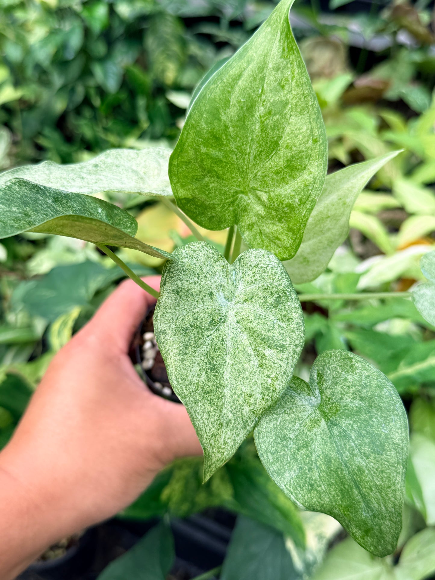 Alocasia cucullata 'White Mint Variegated' N81
