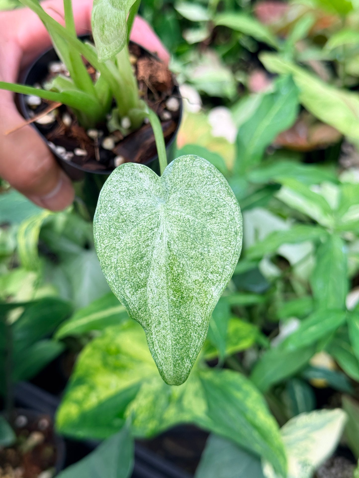 Alocasia cucullata 'White Mint Variegated' N81