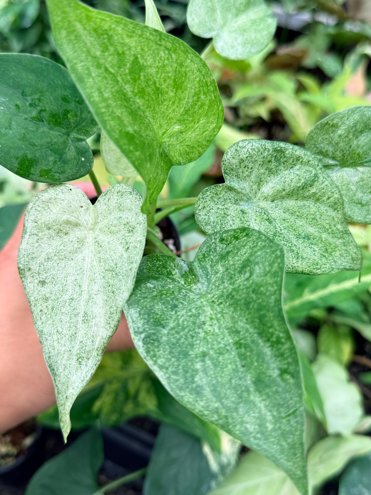 Alocasia cucullata 'White Mint Variegated' N81