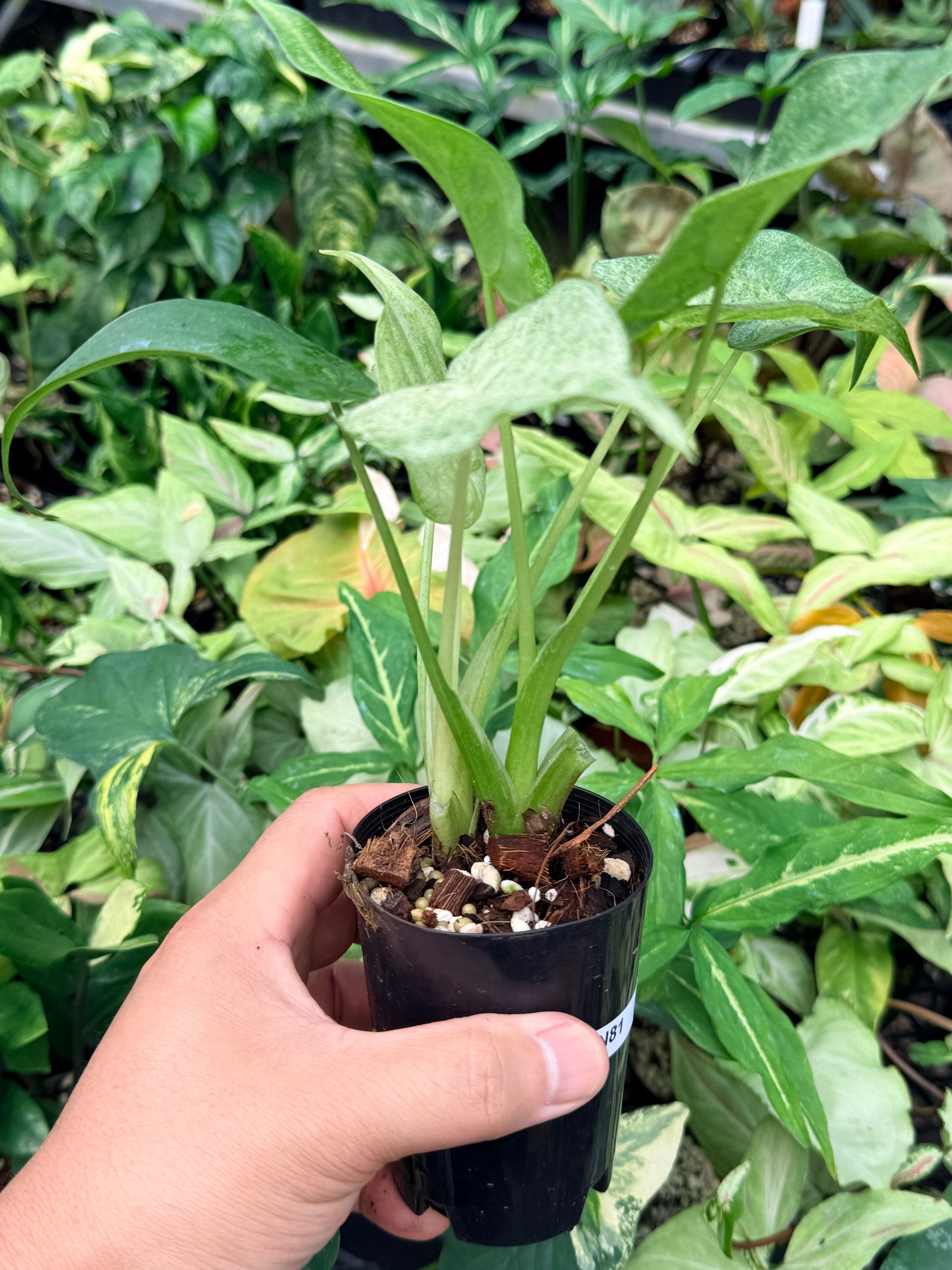 Alocasia cucullata 'White Mint Variegated' N81
