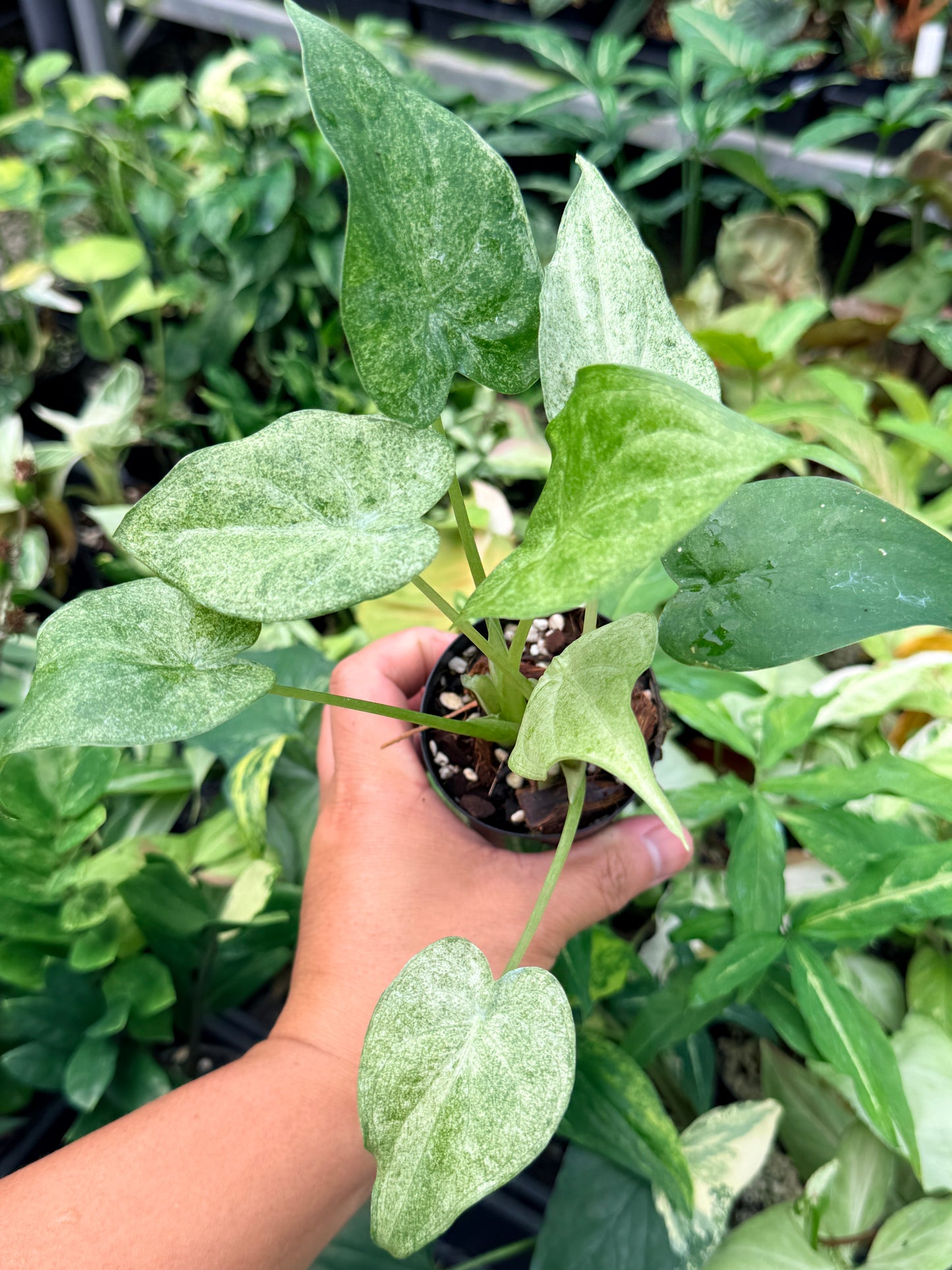 Alocasia cucullata 'White Mint Variegated' N81