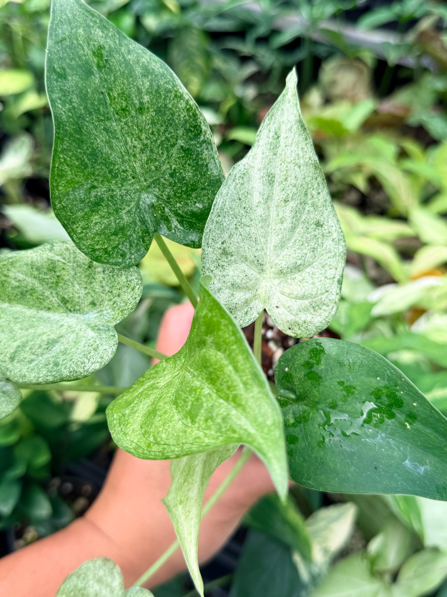 Alocasia cucullata 'White Mint Variegated' N81