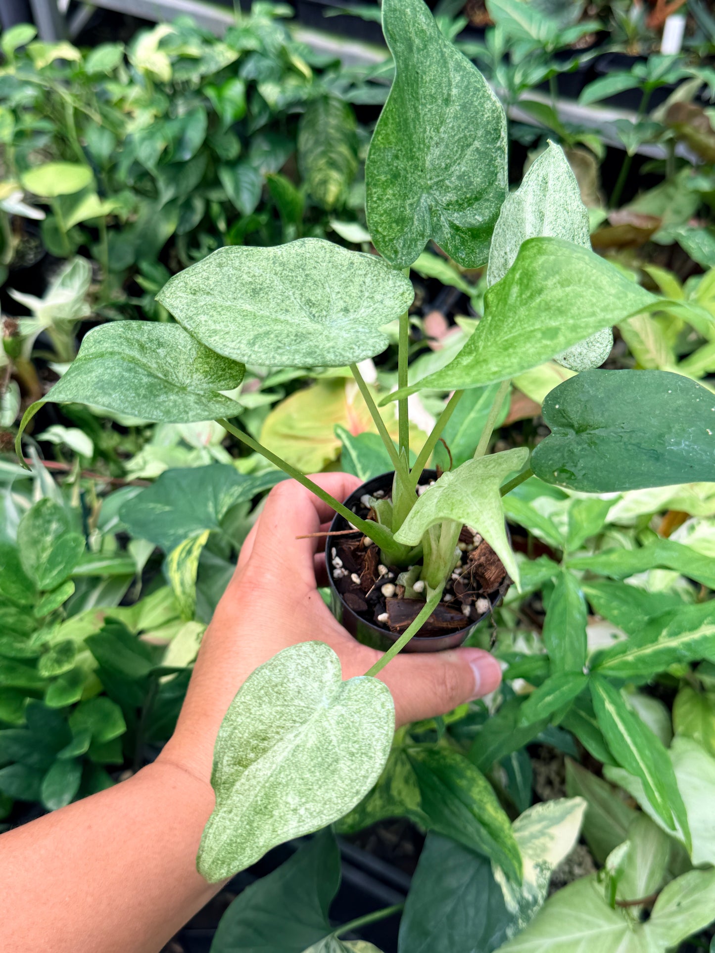 Alocasia cucullata 'White Mint Variegated' N81