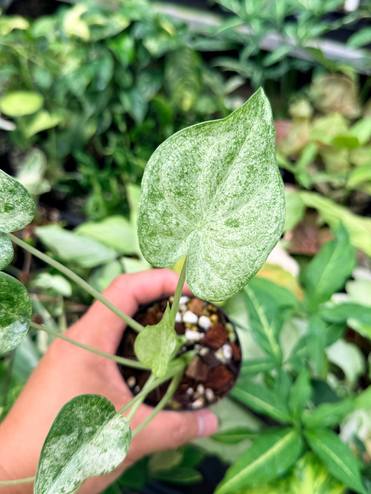 Alocasia cucullata 'White Mint Variegated' N82