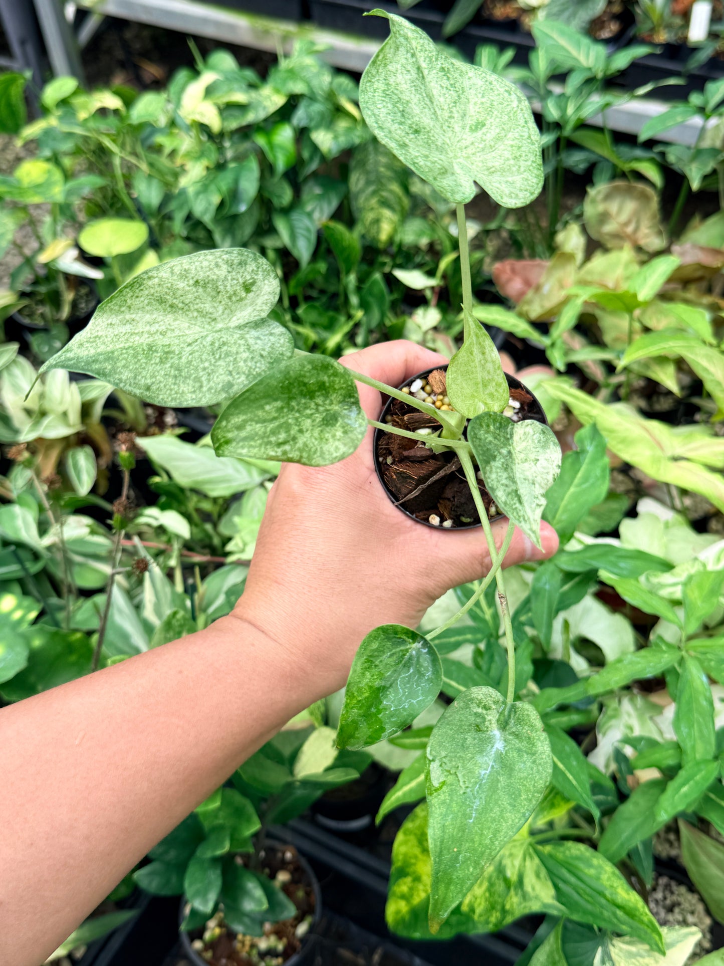 Alocasia cucullata 'White Mint Variegated' N82