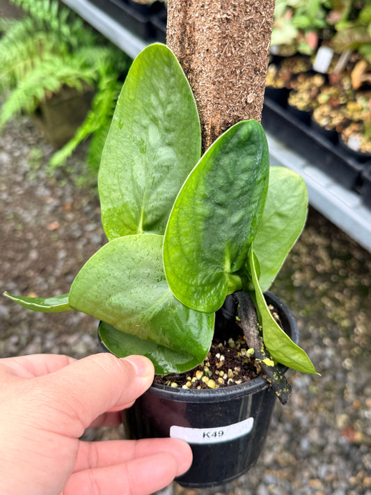 Rhaphidophora korthalsii K49