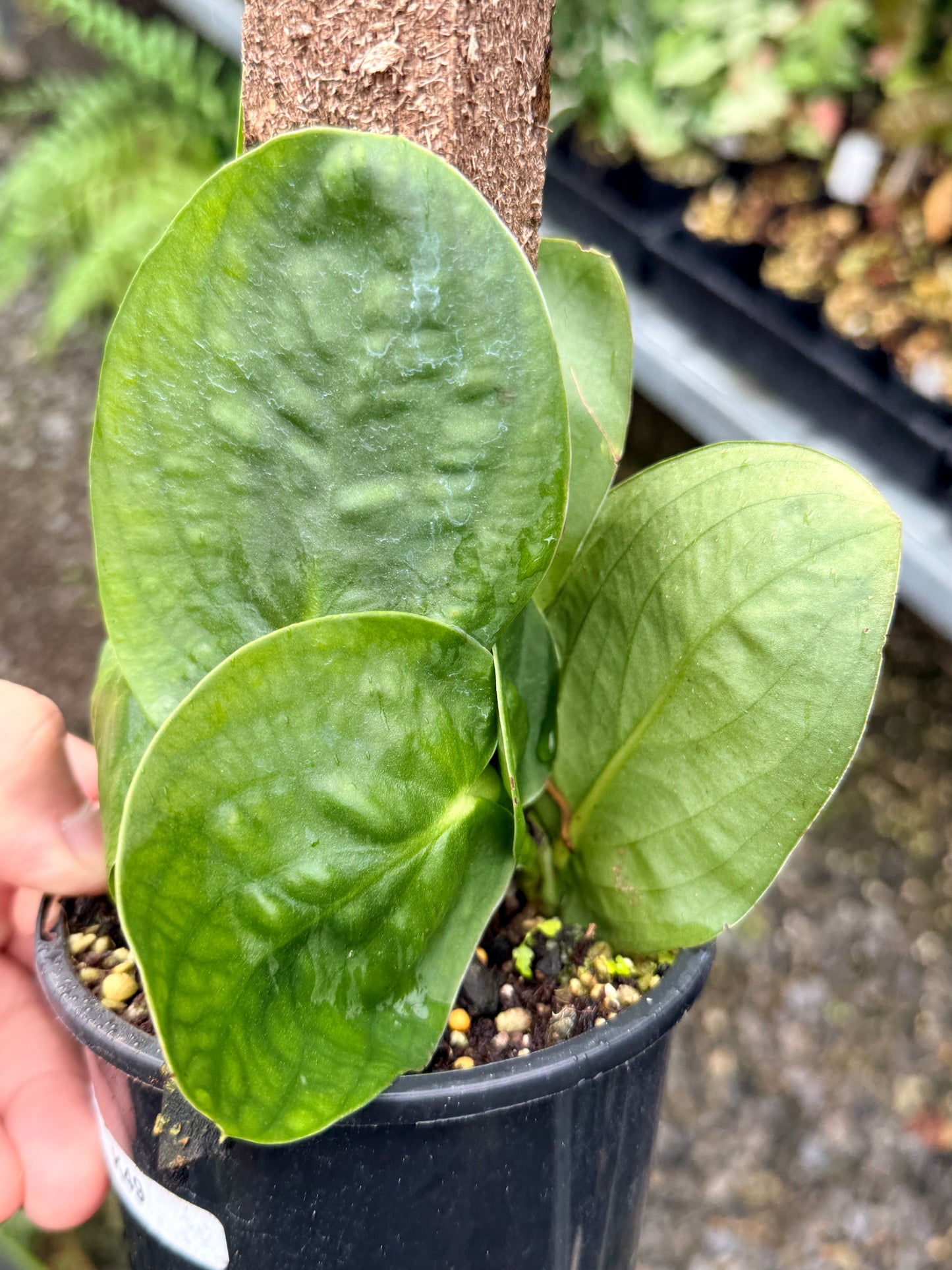 Rhaphidophora korthalsii K49