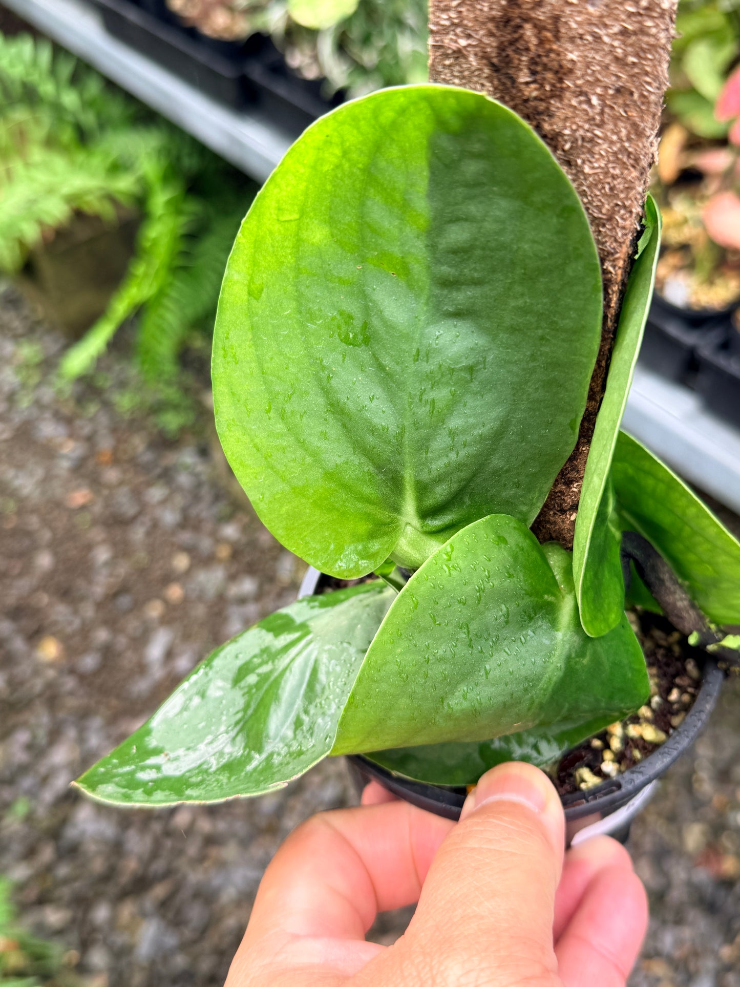 Rhaphidophora korthalsii K49